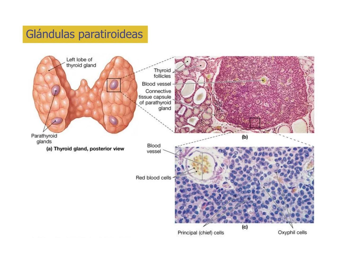 # Sistema endocrino # TÍPOS DE GLÁNDULAS
En nuestro organismo existen tres tipos de glándulas:
Glándulas exocrinas: Vierten su contenido a
