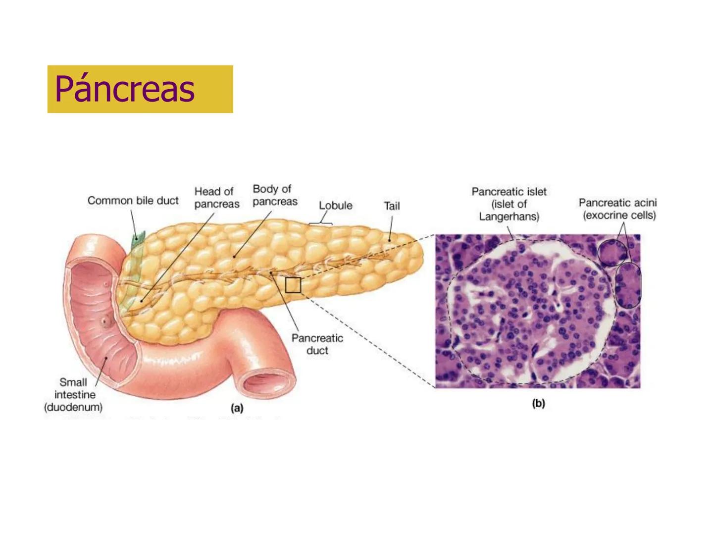 # Sistema endocrino # TÍPOS DE GLÁNDULAS
En nuestro organismo existen tres tipos de glándulas:
Glándulas exocrinas: Vierten su contenido a