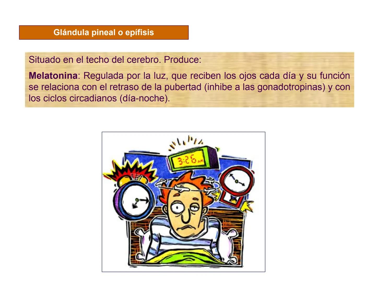 # Sistema endocrino # TÍPOS DE GLÁNDULAS
En nuestro organismo existen tres tipos de glándulas:
Glándulas exocrinas: Vierten su contenido a