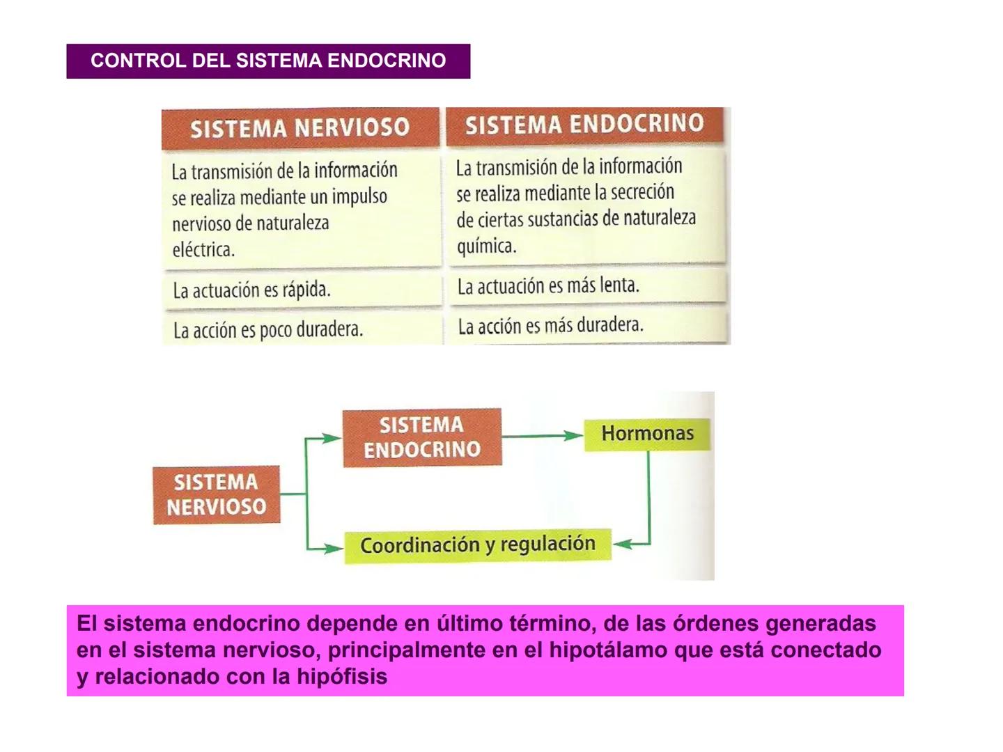 # Sistema endocrino # TÍPOS DE GLÁNDULAS
En nuestro organismo existen tres tipos de glándulas:
Glándulas exocrinas: Vierten su contenido a