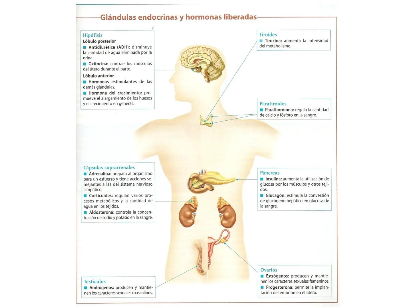 # Sistema endocrino # TÍPOS DE GLÁNDULAS
En nuestro organismo existen tres tipos de glándulas:
Glándulas exocrinas: Vierten su contenido a