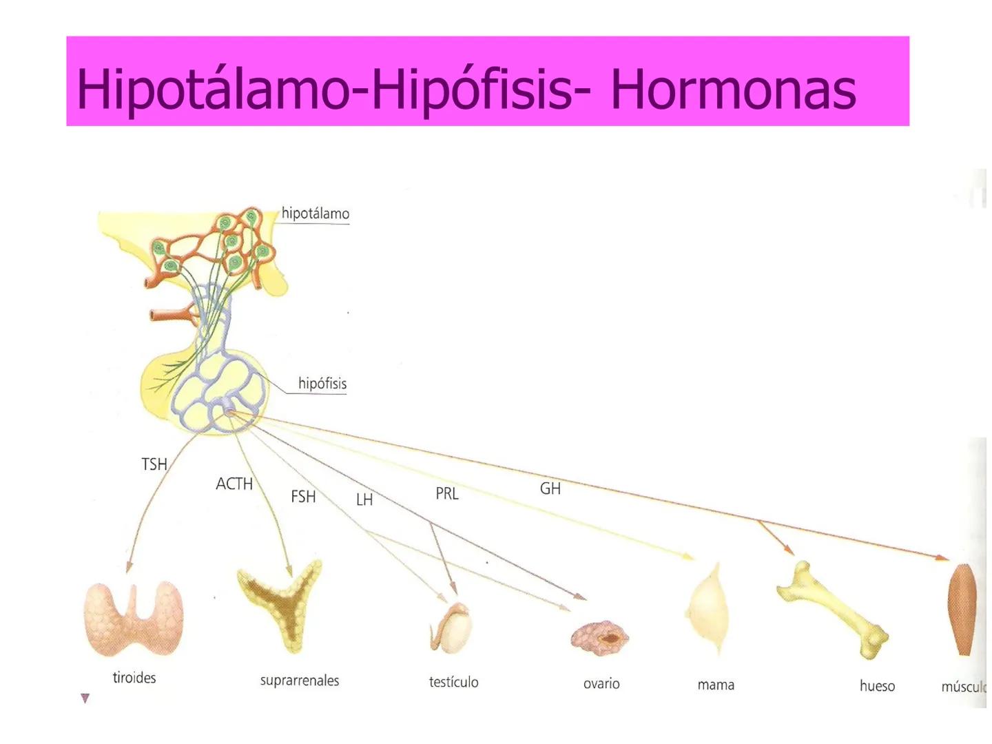 # Sistema endocrino # TÍPOS DE GLÁNDULAS
En nuestro organismo existen tres tipos de glándulas:
Glándulas exocrinas: Vierten su contenido a