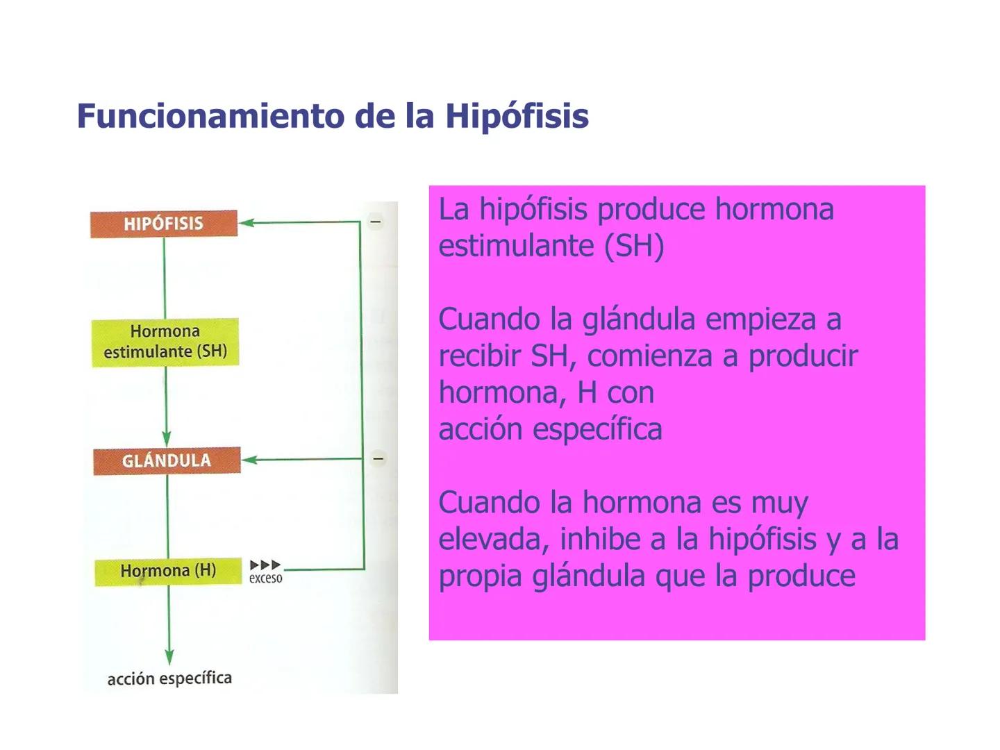 # Sistema endocrino # TÍPOS DE GLÁNDULAS
En nuestro organismo existen tres tipos de glándulas:
Glándulas exocrinas: Vierten su contenido a