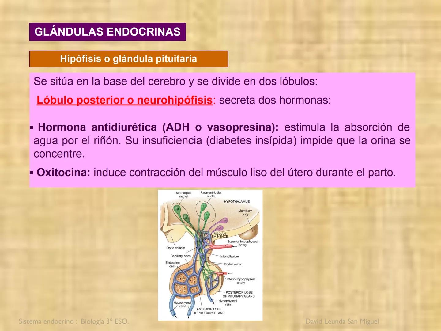 # Sistema endocrino # TÍPOS DE GLÁNDULAS
En nuestro organismo existen tres tipos de glándulas:
Glándulas exocrinas: Vierten su contenido a