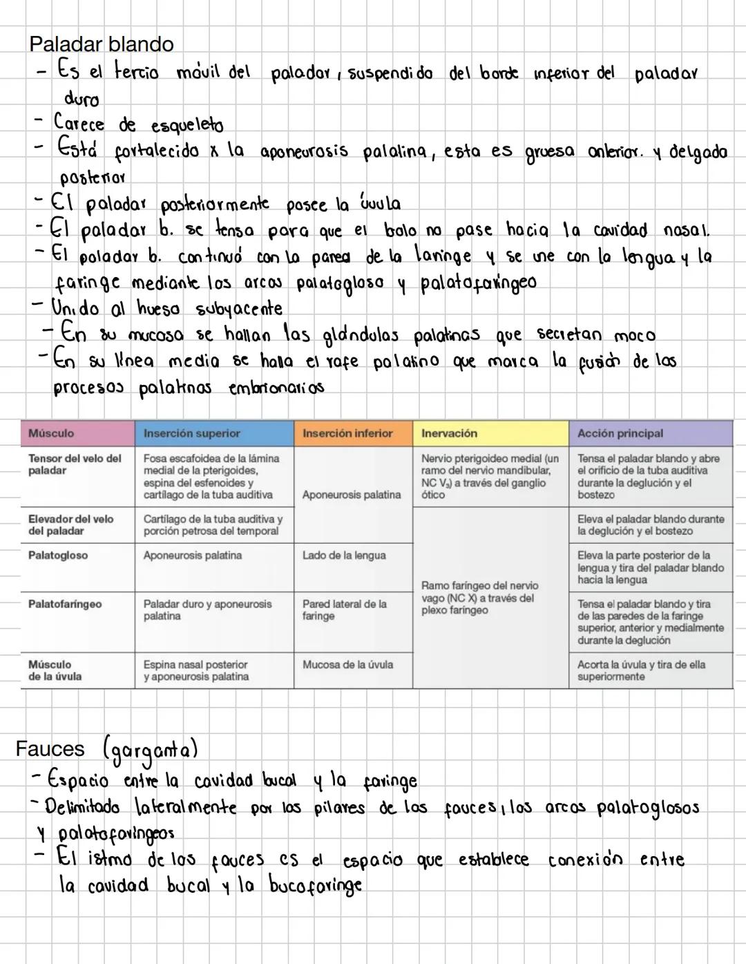 # Cavidad bucal
- Es la primera porción del tubo digestivo
- Se compone de
a) Vestibulo bucal: el estrecho espacio entre los labios mejil