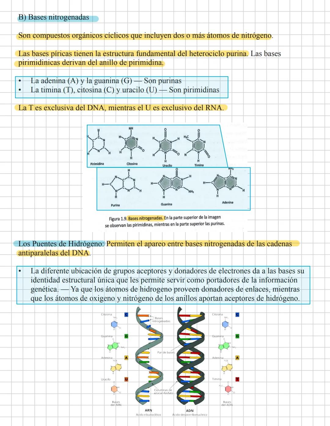 # Ácidos pucleicao.
29-Enera
La información genética es codificada por una molécula polimérica compuesta de cuatro
nucleotidos El ácido de