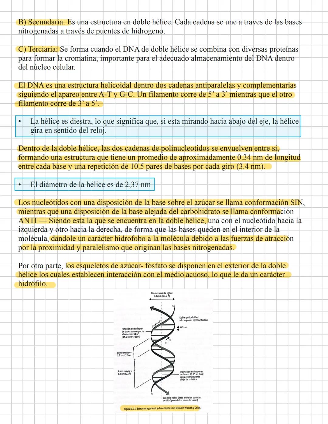 # Ácidos pucleicao.
29-Enera
La información genética es codificada por una molécula polimérica compuesta de cuatro
nucleotidos El ácido de