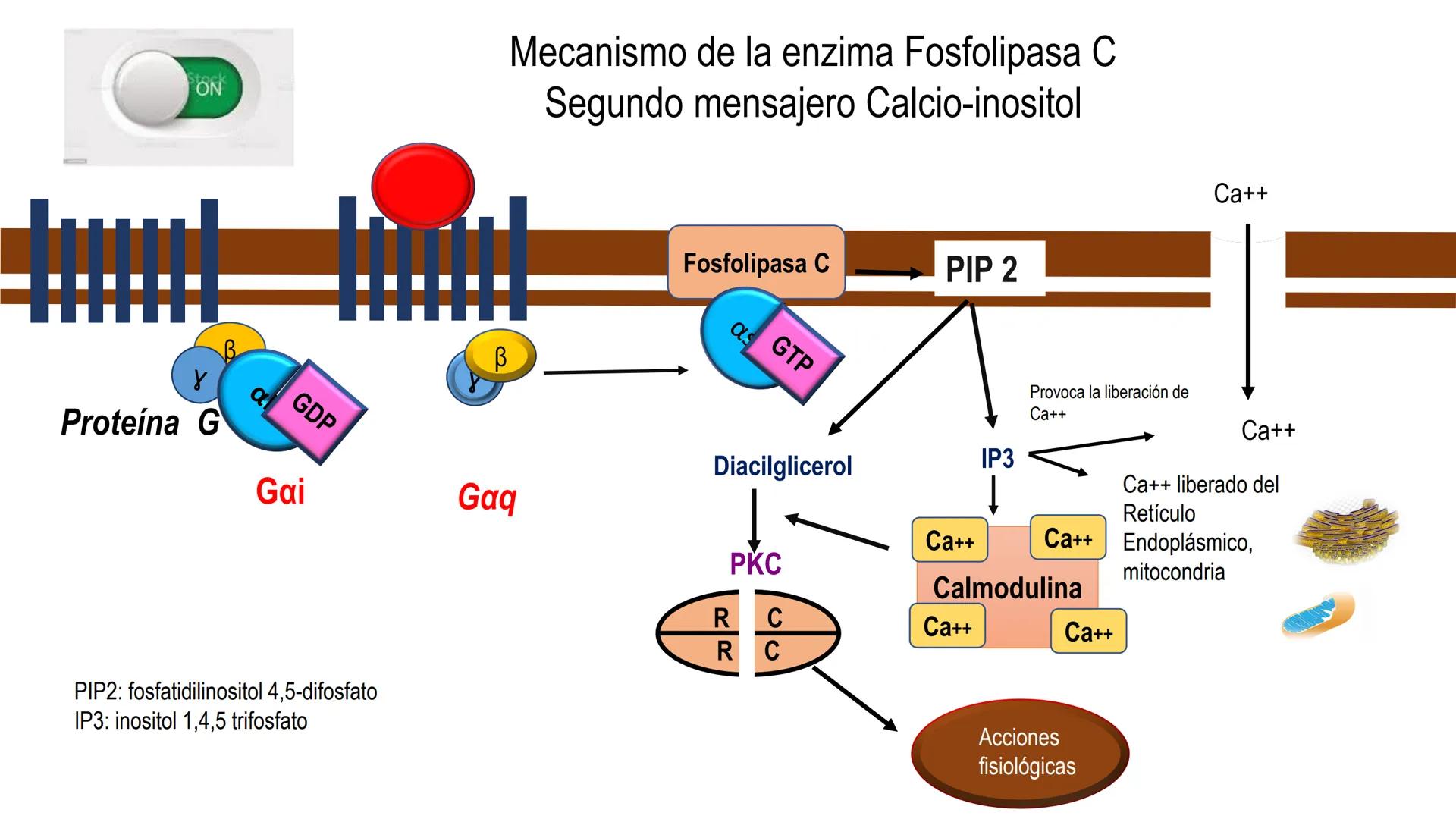 SISTEMA ENDOCRINO
UNIDAD 1
CONCEPTOS Y FUNCIONAMIENTO BASICO DEL SISTEMA
ENDOCRINO
Objetivo: Comprender las características de célula, glánd