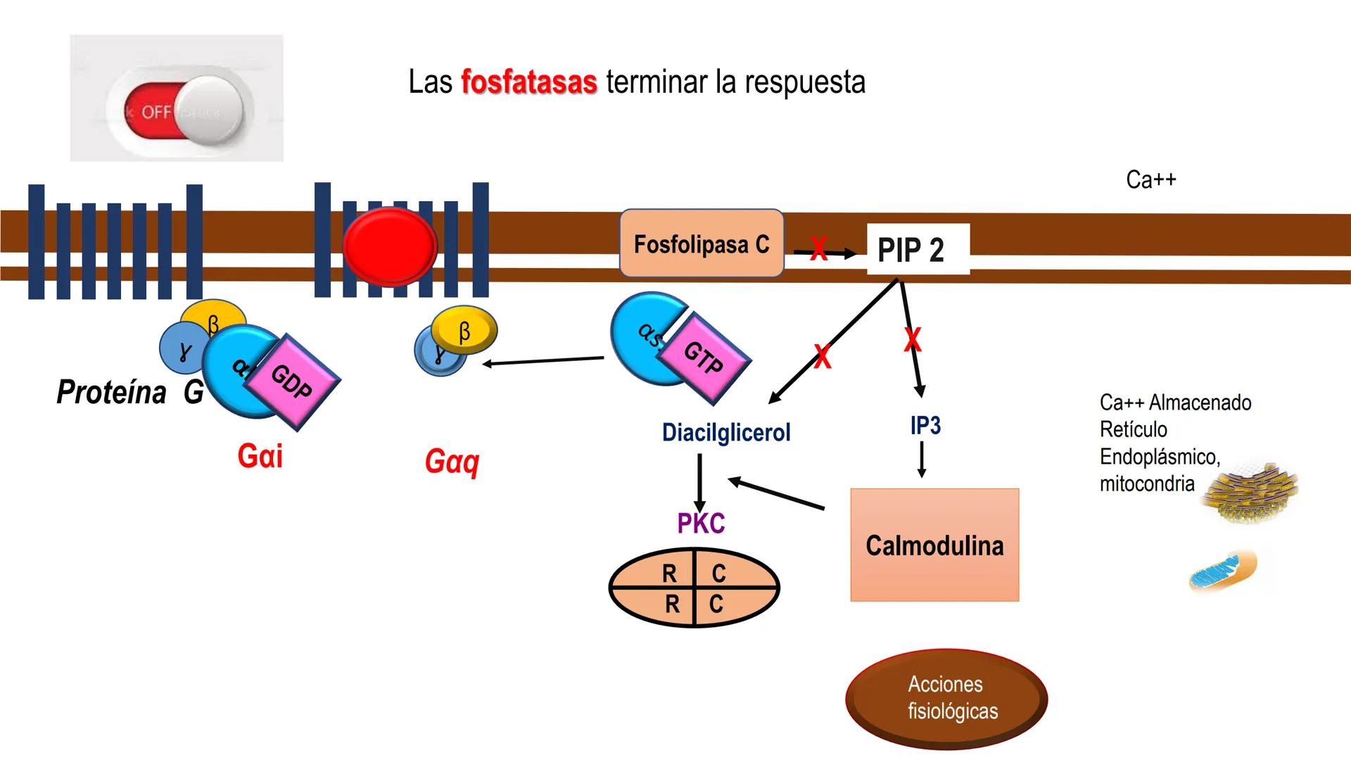 SISTEMA ENDOCRINO
UNIDAD 1
CONCEPTOS Y FUNCIONAMIENTO BASICO DEL SISTEMA
ENDOCRINO
Objetivo: Comprender las características de célula, glánd