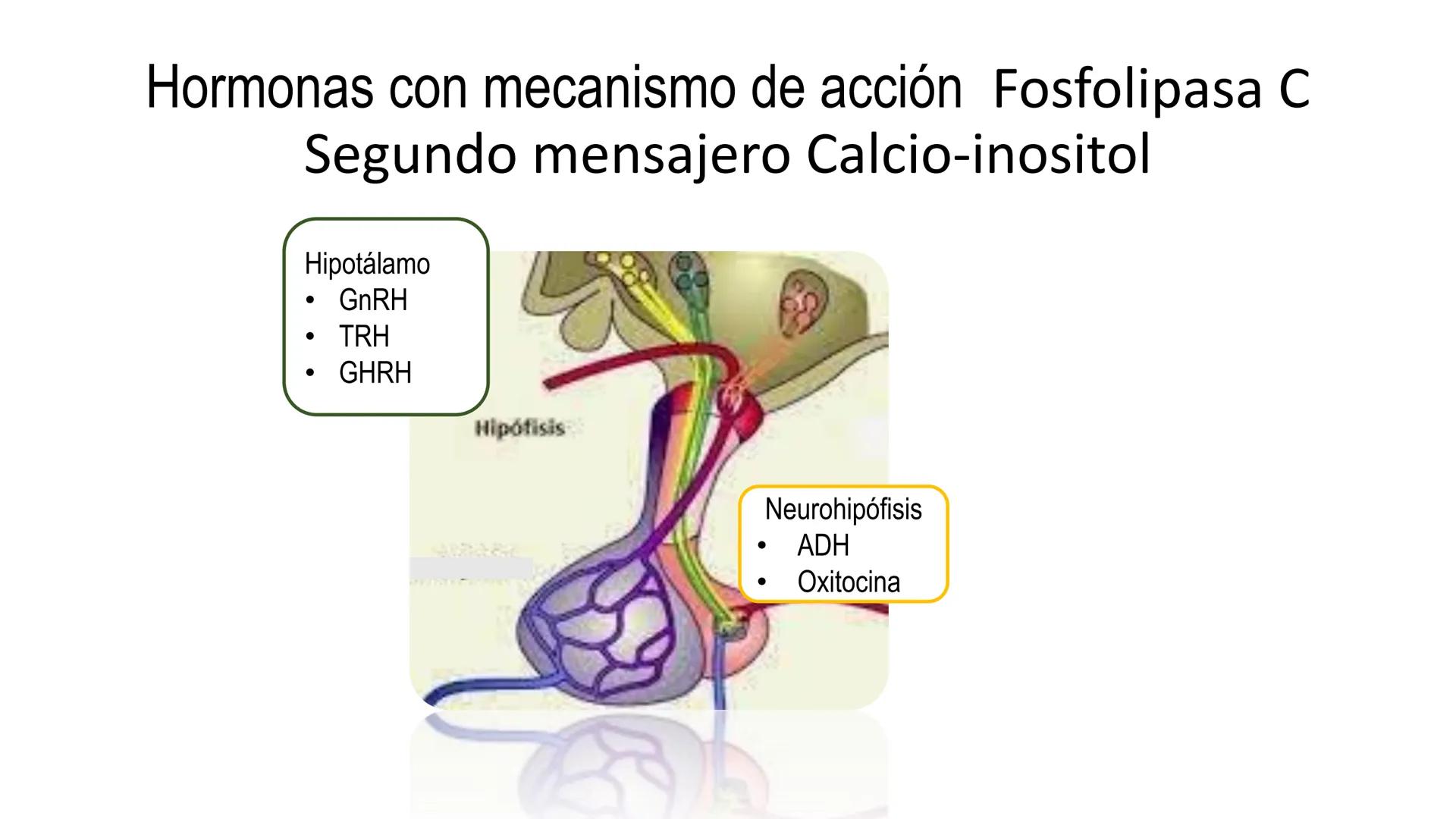 SISTEMA ENDOCRINO
UNIDAD 1
CONCEPTOS Y FUNCIONAMIENTO BASICO DEL SISTEMA
ENDOCRINO
Objetivo: Comprender las características de célula, glánd