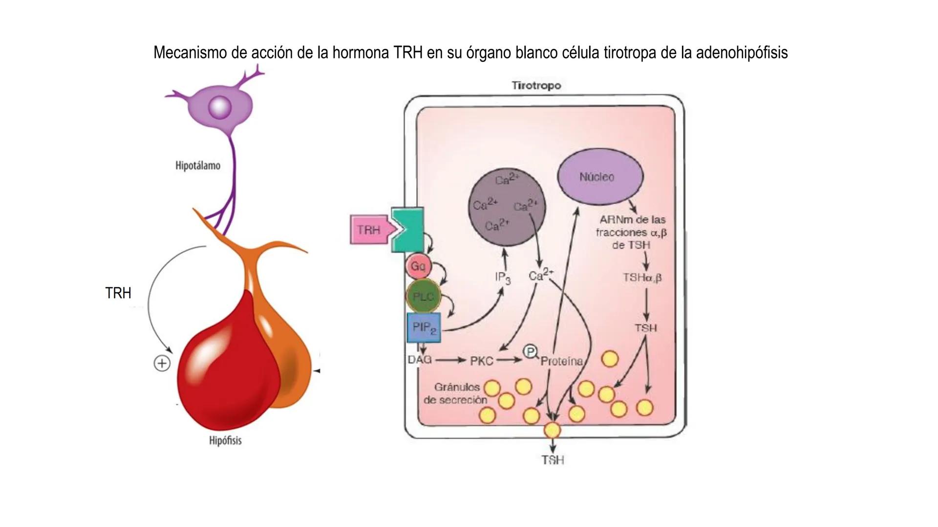SISTEMA ENDOCRINO
UNIDAD 1
CONCEPTOS Y FUNCIONAMIENTO BASICO DEL SISTEMA
ENDOCRINO
Objetivo: Comprender las características de célula, glánd