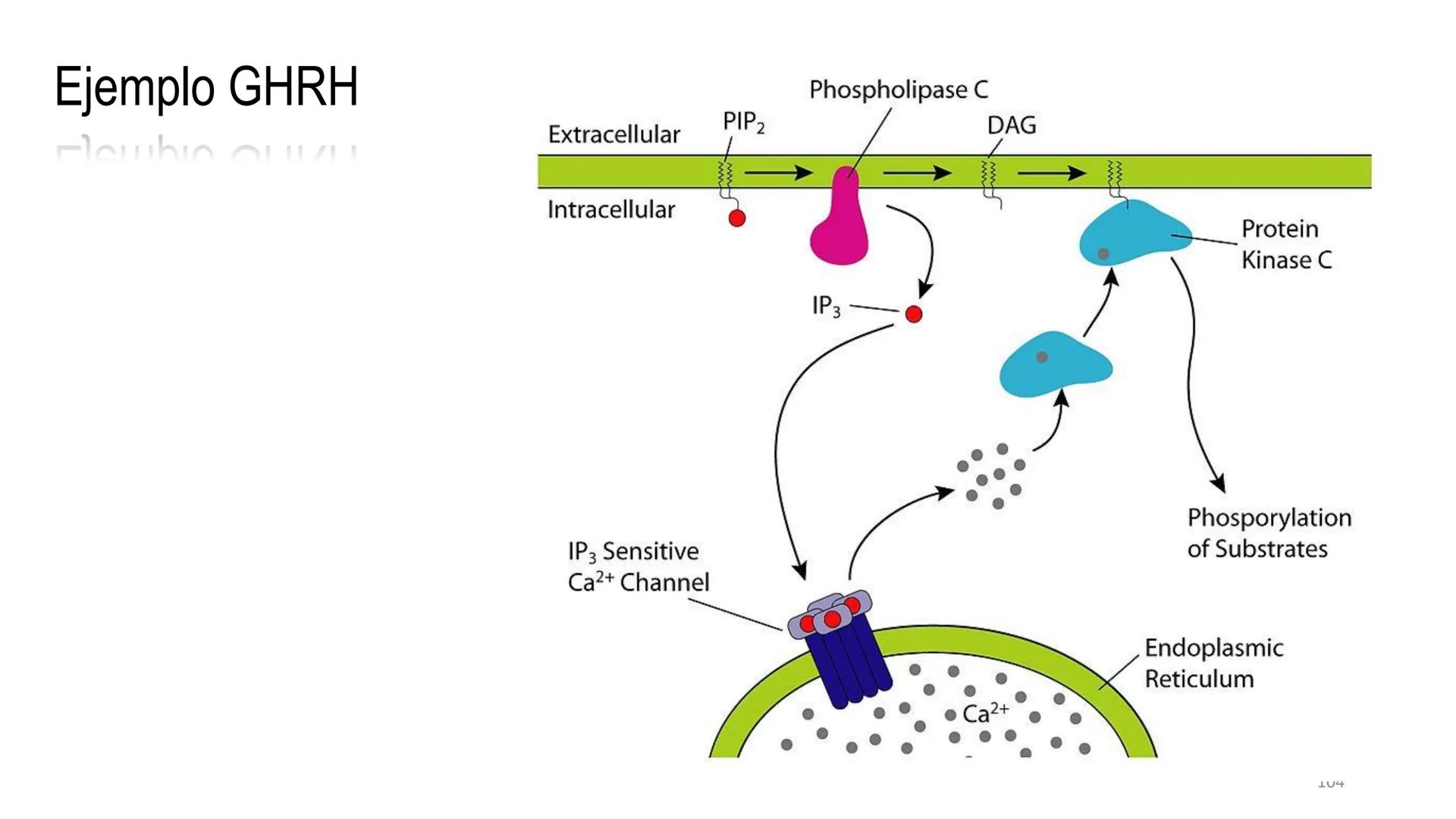 SISTEMA ENDOCRINO
UNIDAD 1
CONCEPTOS Y FUNCIONAMIENTO BASICO DEL SISTEMA
ENDOCRINO
Objetivo: Comprender las características de célula, glánd
