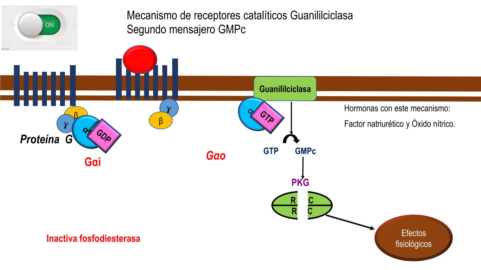 SISTEMA ENDOCRINO
UNIDAD 1
CONCEPTOS Y FUNCIONAMIENTO BASICO DEL SISTEMA
ENDOCRINO
Objetivo: Comprender las características de célula, glánd