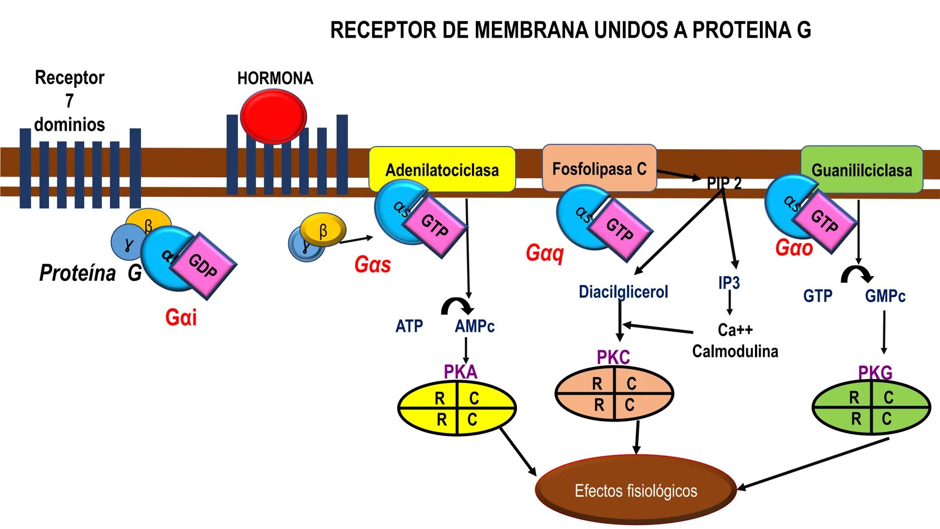 SISTEMA ENDOCRINO
UNIDAD 1
CONCEPTOS Y FUNCIONAMIENTO BASICO DEL SISTEMA
ENDOCRINO
Objetivo: Comprender las características de célula, glánd