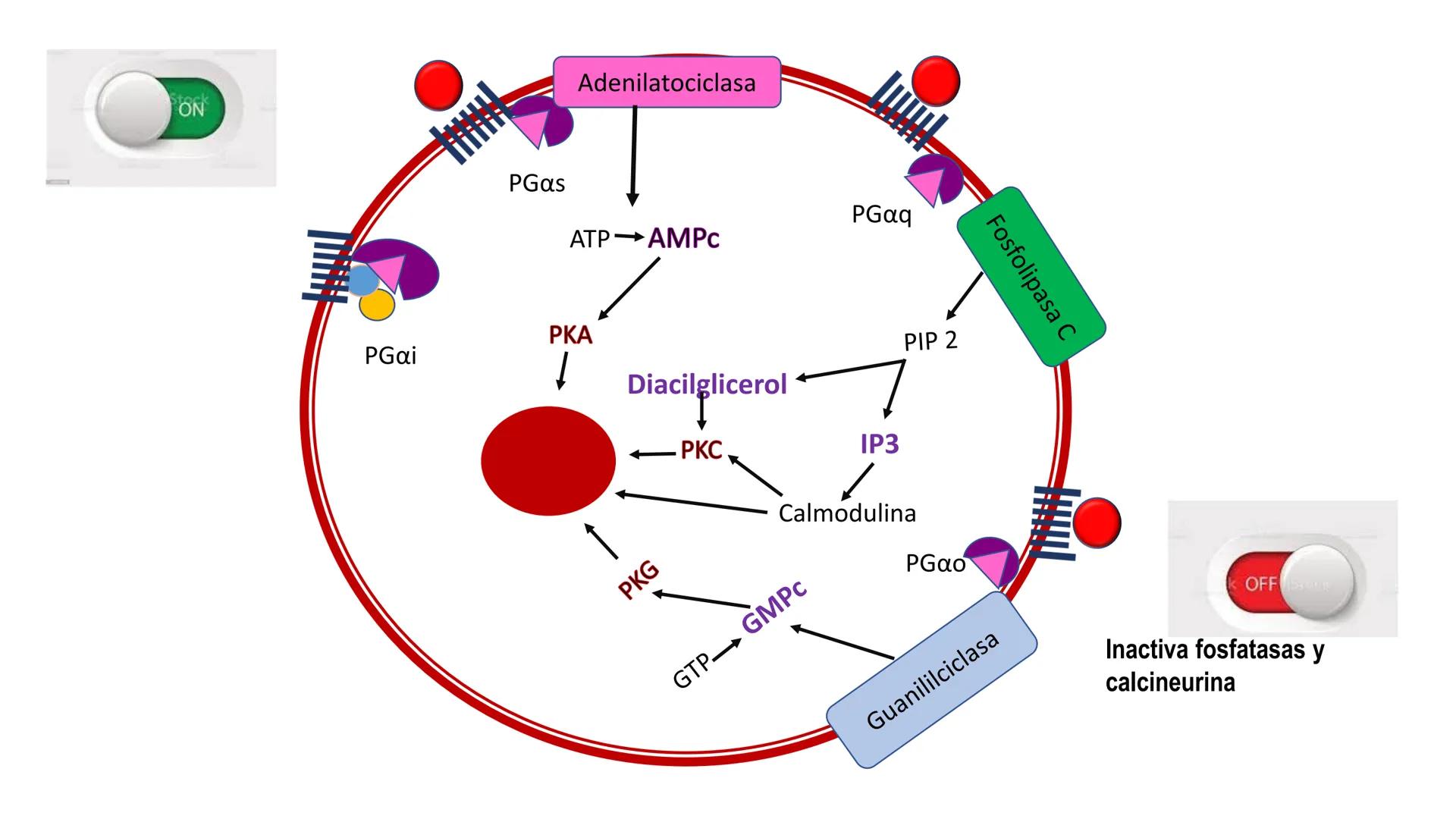 SISTEMA ENDOCRINO
UNIDAD 1
CONCEPTOS Y FUNCIONAMIENTO BASICO DEL SISTEMA
ENDOCRINO
Objetivo: Comprender las características de célula, glánd