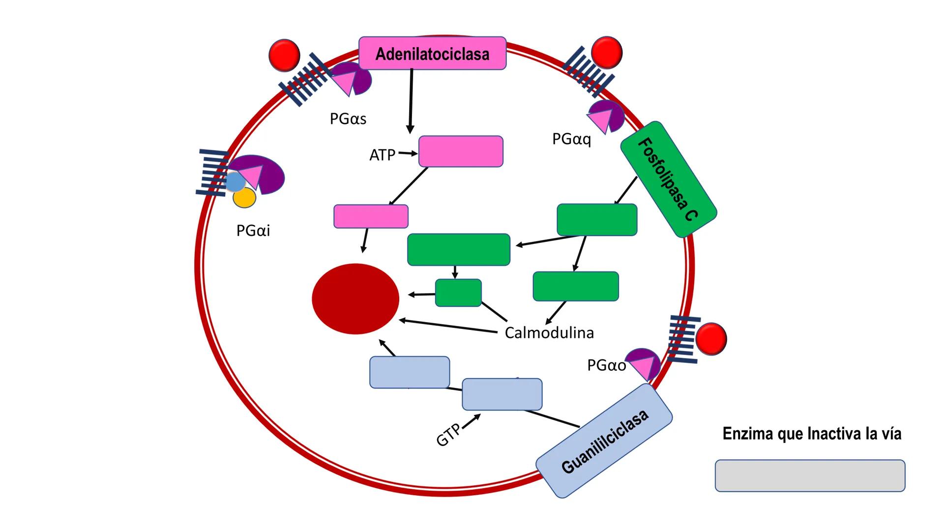 SISTEMA ENDOCRINO
UNIDAD 1
CONCEPTOS Y FUNCIONAMIENTO BASICO DEL SISTEMA
ENDOCRINO
Objetivo: Comprender las características de célula, glánd