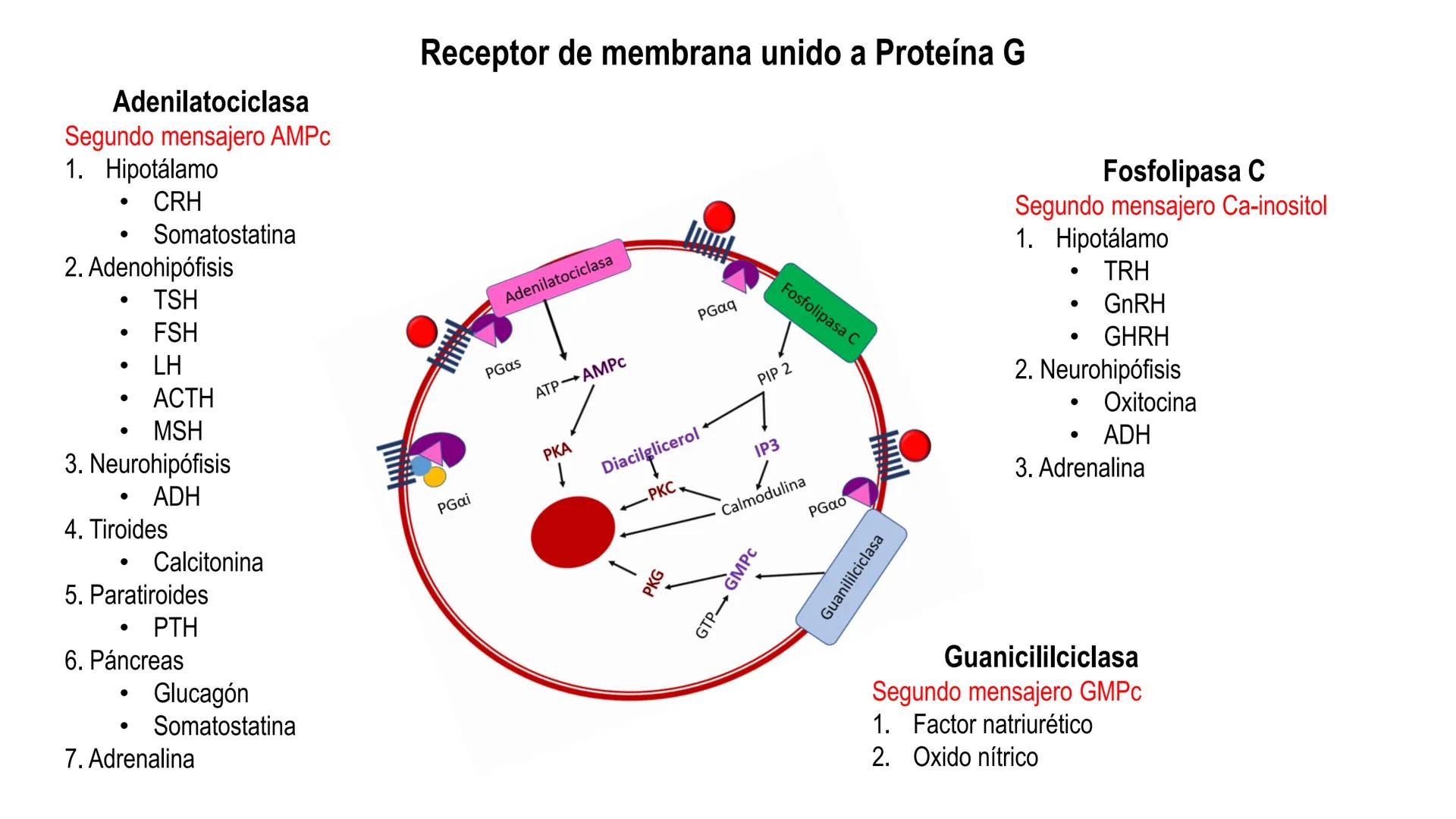 SISTEMA ENDOCRINO
UNIDAD 1
CONCEPTOS Y FUNCIONAMIENTO BASICO DEL SISTEMA
ENDOCRINO
Objetivo: Comprender las características de célula, glánd