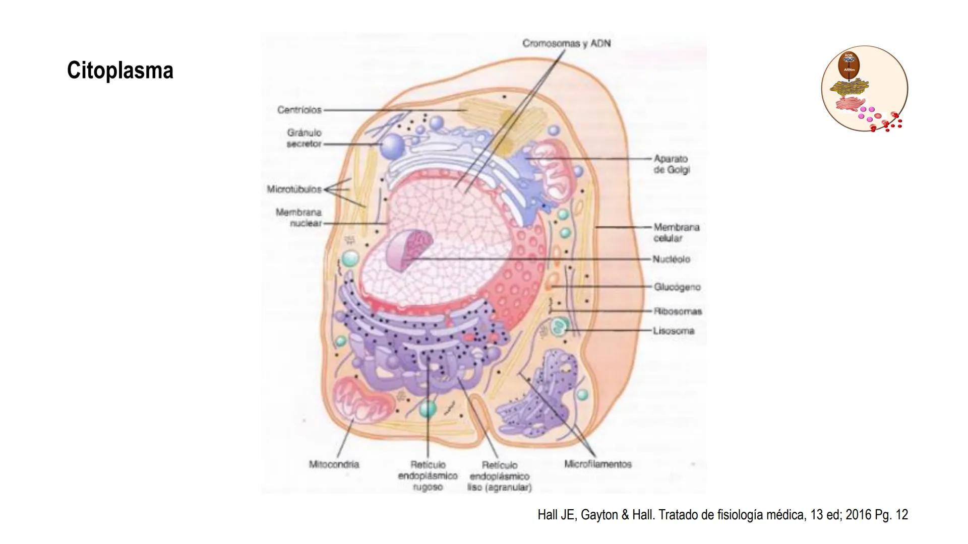 SISTEMA ENDOCRINO
UNIDAD 1
CONCEPTOS Y FUNCIONAMIENTO BASICO DEL SISTEMA
ENDOCRINO
Objetivo: Comprender las características de célula, glánd