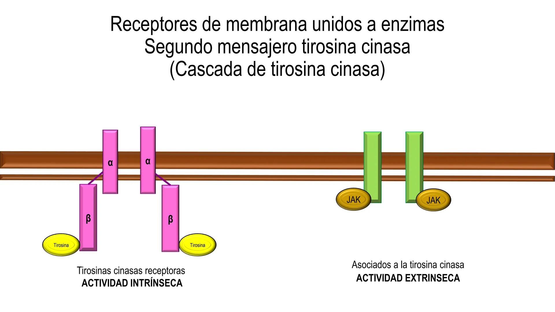 SISTEMA ENDOCRINO
UNIDAD 1
CONCEPTOS Y FUNCIONAMIENTO BASICO DEL SISTEMA
ENDOCRINO
Objetivo: Comprender las características de célula, glánd