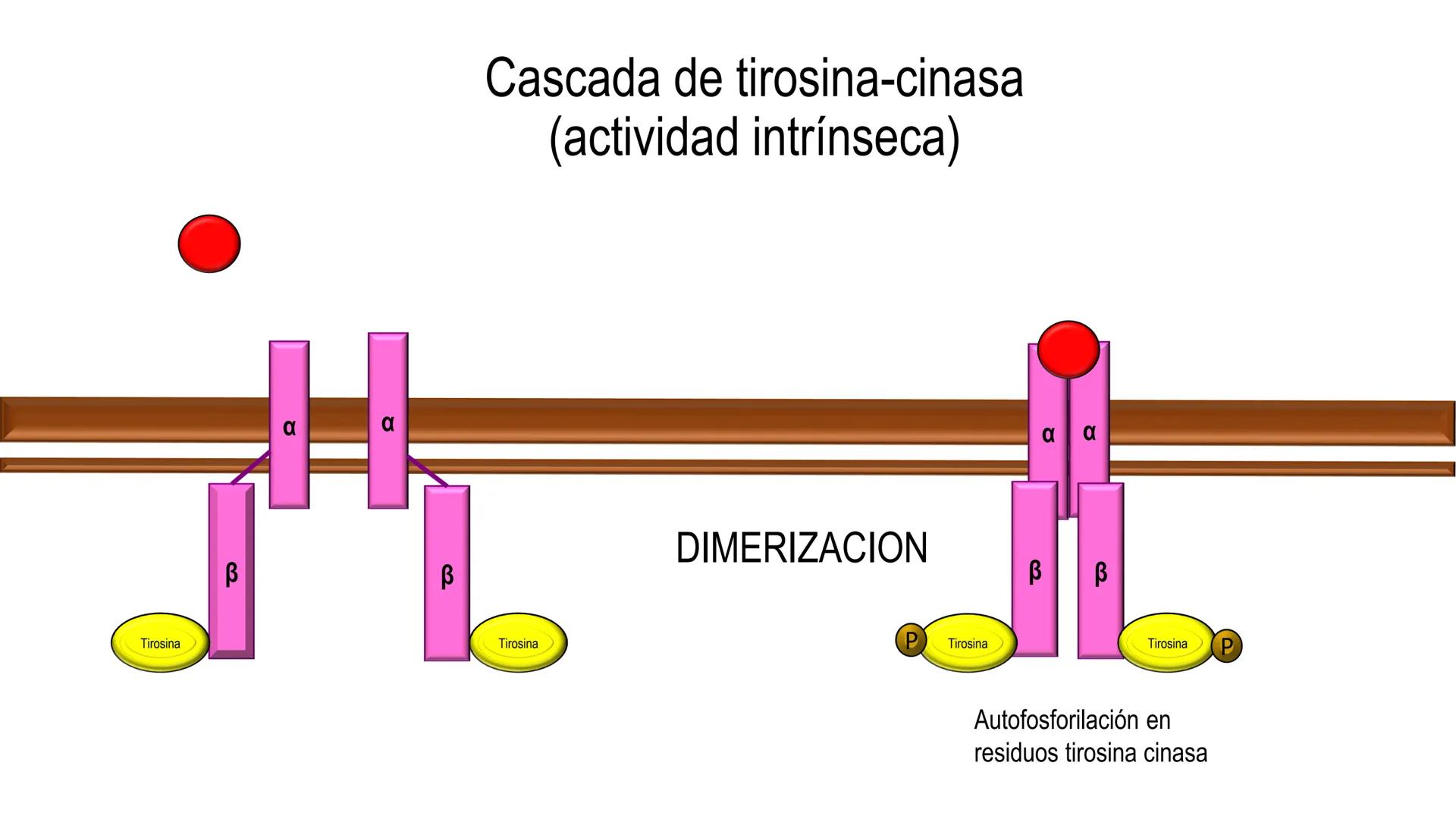 SISTEMA ENDOCRINO
UNIDAD 1
CONCEPTOS Y FUNCIONAMIENTO BASICO DEL SISTEMA
ENDOCRINO
Objetivo: Comprender las características de célula, glánd