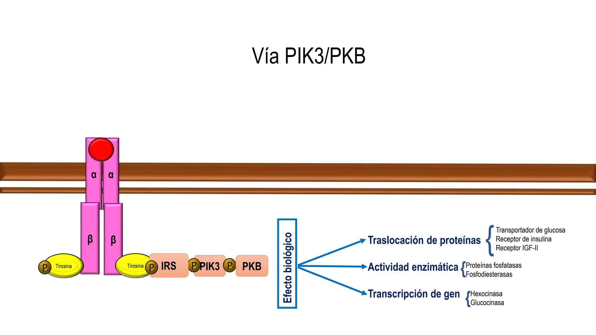 SISTEMA ENDOCRINO
UNIDAD 1
CONCEPTOS Y FUNCIONAMIENTO BASICO DEL SISTEMA
ENDOCRINO
Objetivo: Comprender las características de célula, glánd
