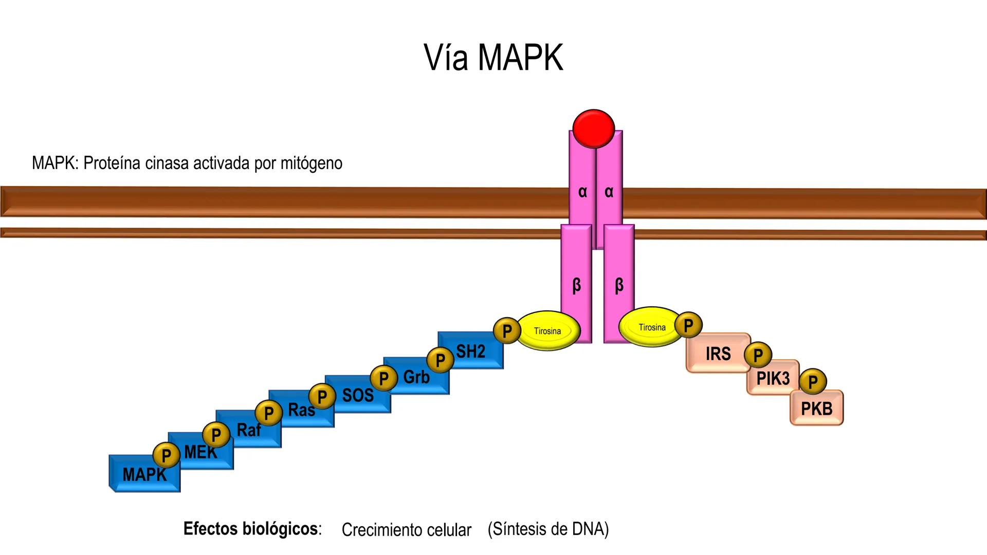 SISTEMA ENDOCRINO
UNIDAD 1
CONCEPTOS Y FUNCIONAMIENTO BASICO DEL SISTEMA
ENDOCRINO
Objetivo: Comprender las características de célula, glánd