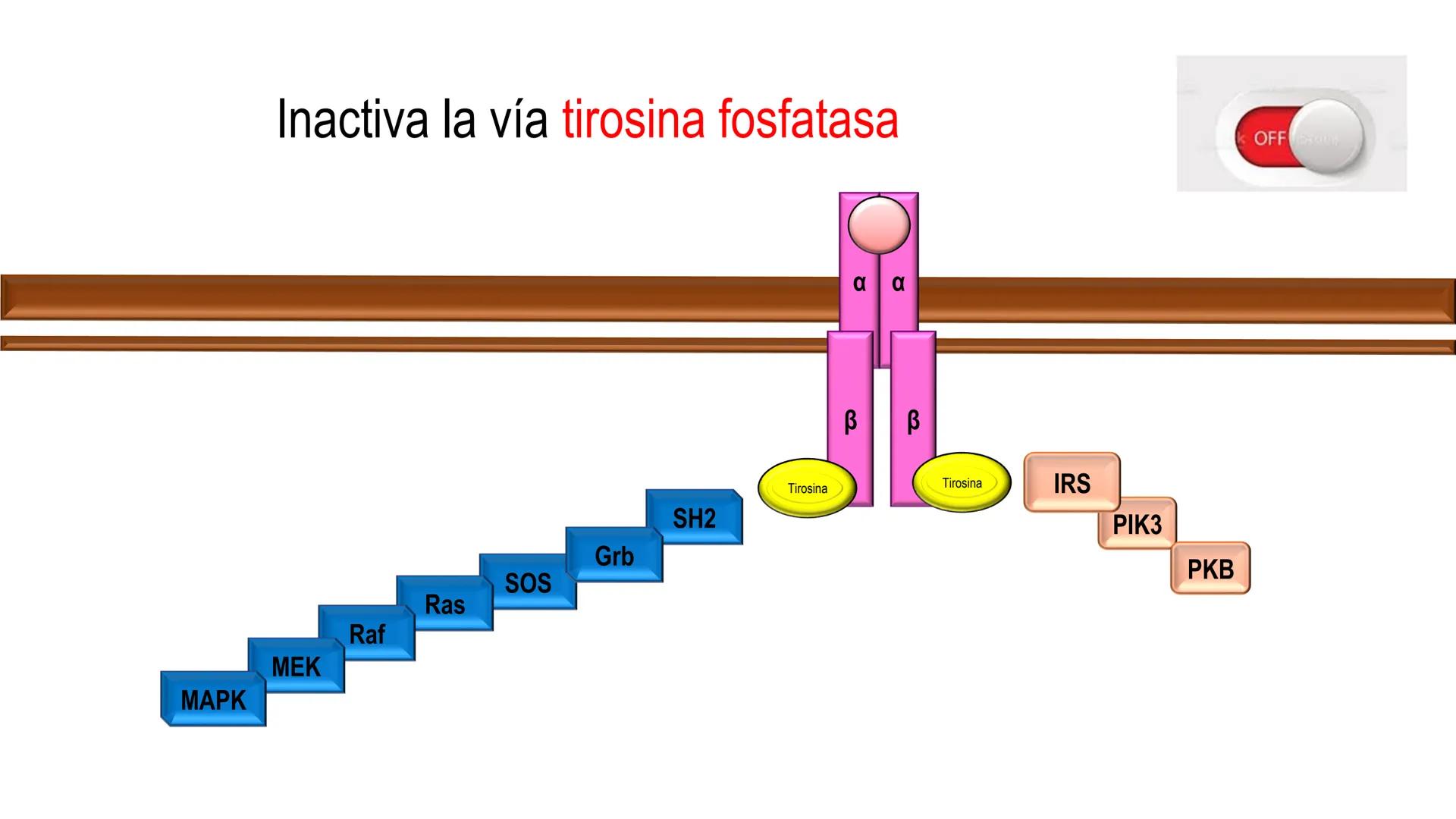 SISTEMA ENDOCRINO
UNIDAD 1
CONCEPTOS Y FUNCIONAMIENTO BASICO DEL SISTEMA
ENDOCRINO
Objetivo: Comprender las características de célula, glánd