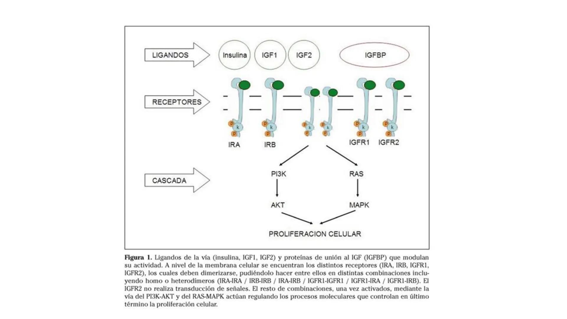 SISTEMA ENDOCRINO
UNIDAD 1
CONCEPTOS Y FUNCIONAMIENTO BASICO DEL SISTEMA
ENDOCRINO
Objetivo: Comprender las características de célula, glánd