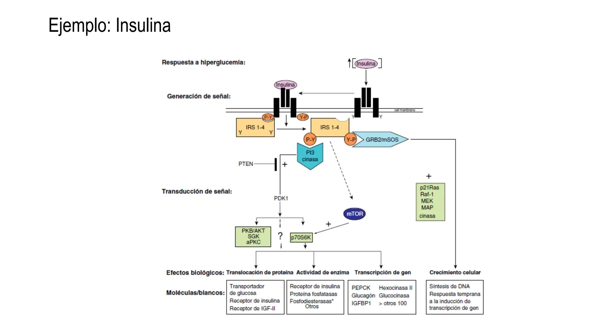 SISTEMA ENDOCRINO
UNIDAD 1
CONCEPTOS Y FUNCIONAMIENTO BASICO DEL SISTEMA
ENDOCRINO
Objetivo: Comprender las características de célula, glánd
