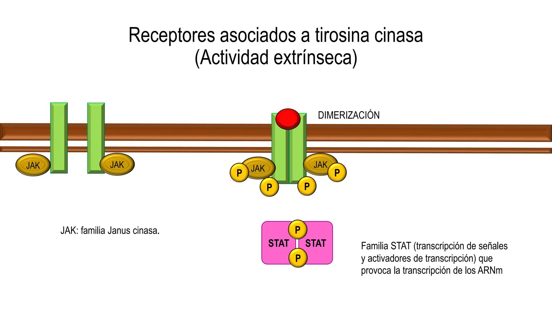 SISTEMA ENDOCRINO
UNIDAD 1
CONCEPTOS Y FUNCIONAMIENTO BASICO DEL SISTEMA
ENDOCRINO
Objetivo: Comprender las características de célula, glánd