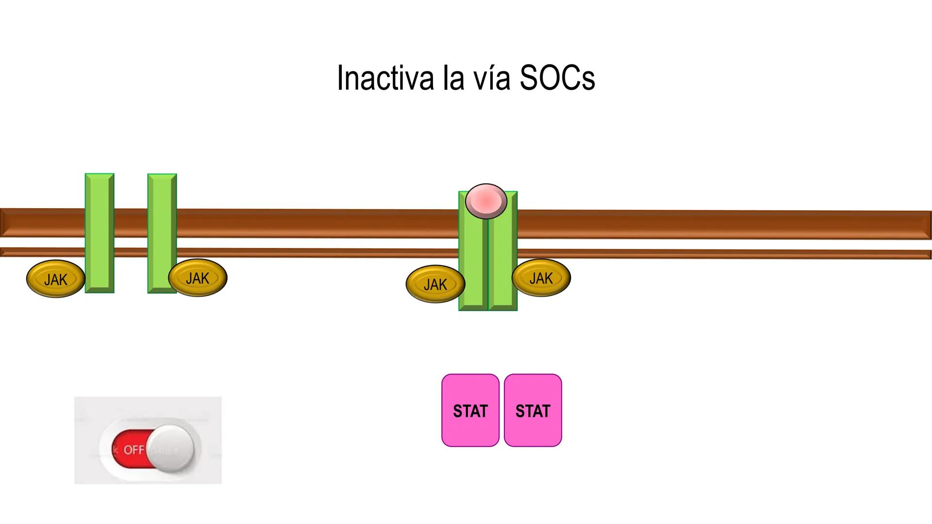 SISTEMA ENDOCRINO
UNIDAD 1
CONCEPTOS Y FUNCIONAMIENTO BASICO DEL SISTEMA
ENDOCRINO
Objetivo: Comprender las características de célula, glánd