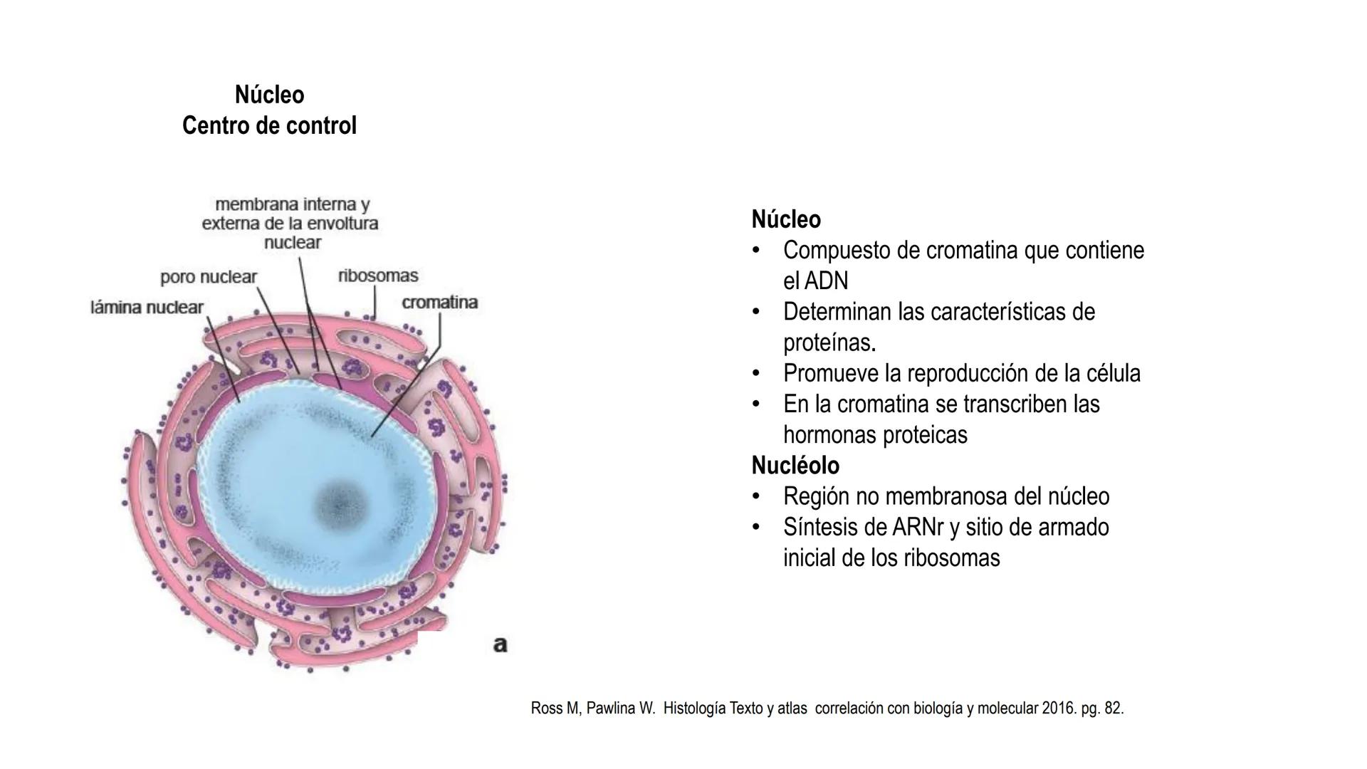 SISTEMA ENDOCRINO
UNIDAD 1
CONCEPTOS Y FUNCIONAMIENTO BASICO DEL SISTEMA
ENDOCRINO
Objetivo: Comprender las características de célula, glánd