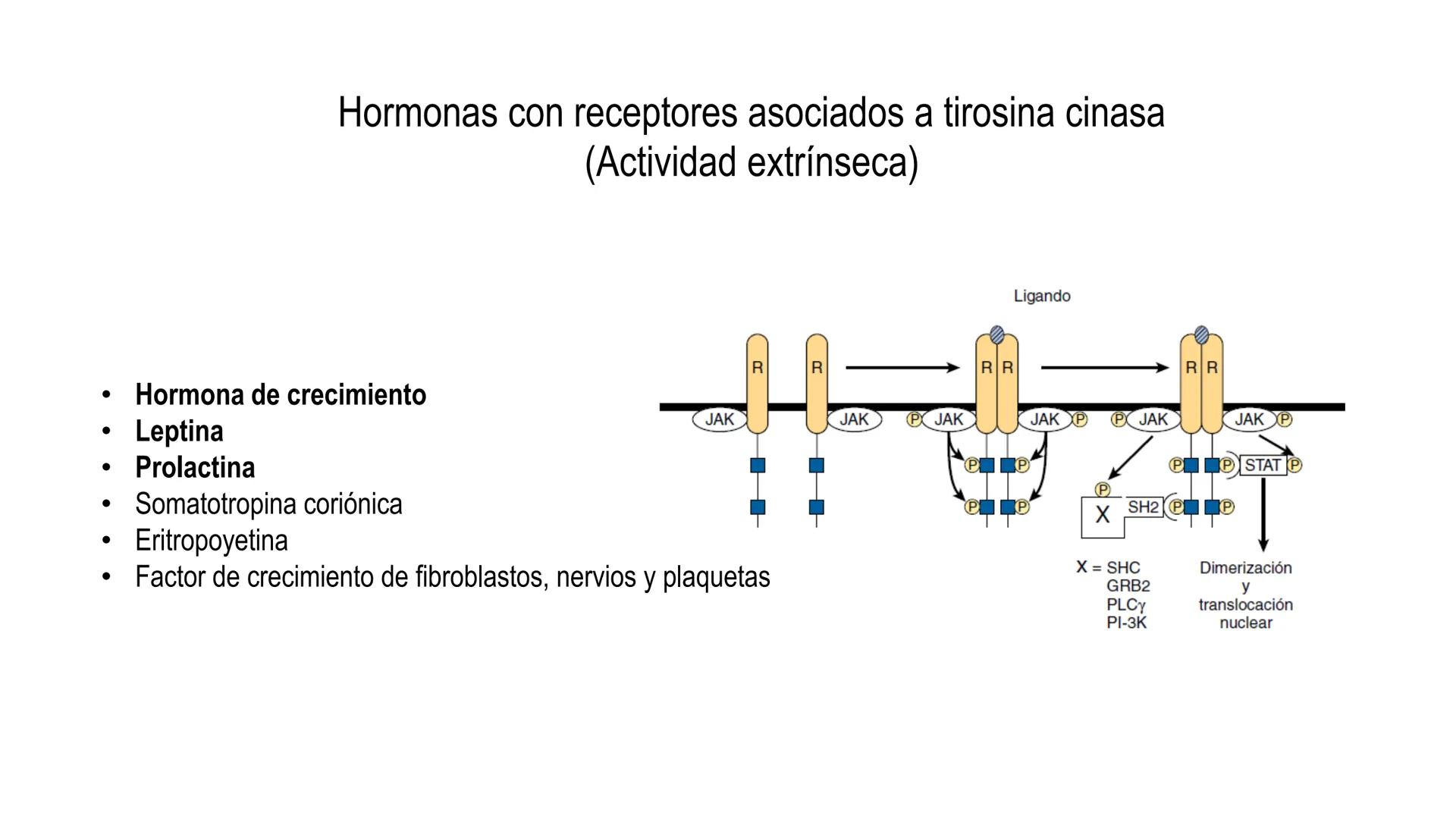 SISTEMA ENDOCRINO
UNIDAD 1
CONCEPTOS Y FUNCIONAMIENTO BASICO DEL SISTEMA
ENDOCRINO
Objetivo: Comprender las características de célula, glánd
