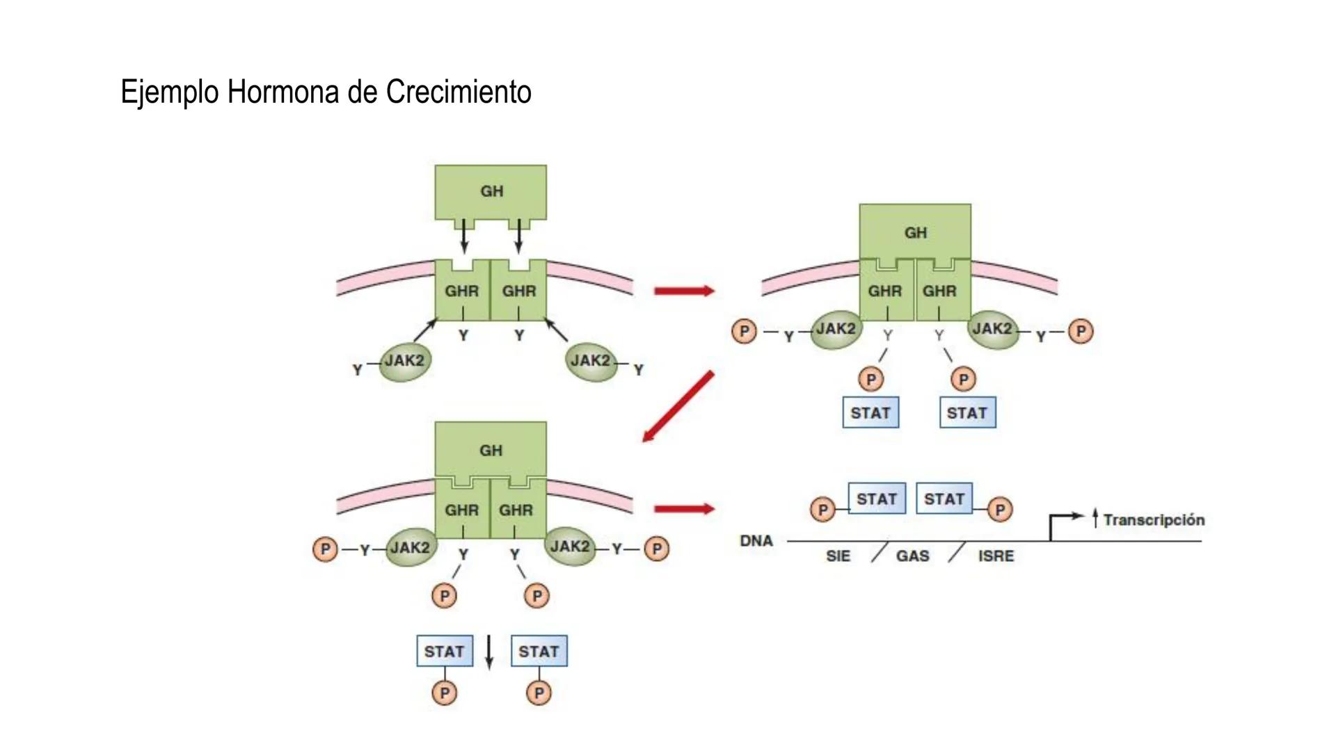 SISTEMA ENDOCRINO
UNIDAD 1
CONCEPTOS Y FUNCIONAMIENTO BASICO DEL SISTEMA
ENDOCRINO
Objetivo: Comprender las características de célula, glánd