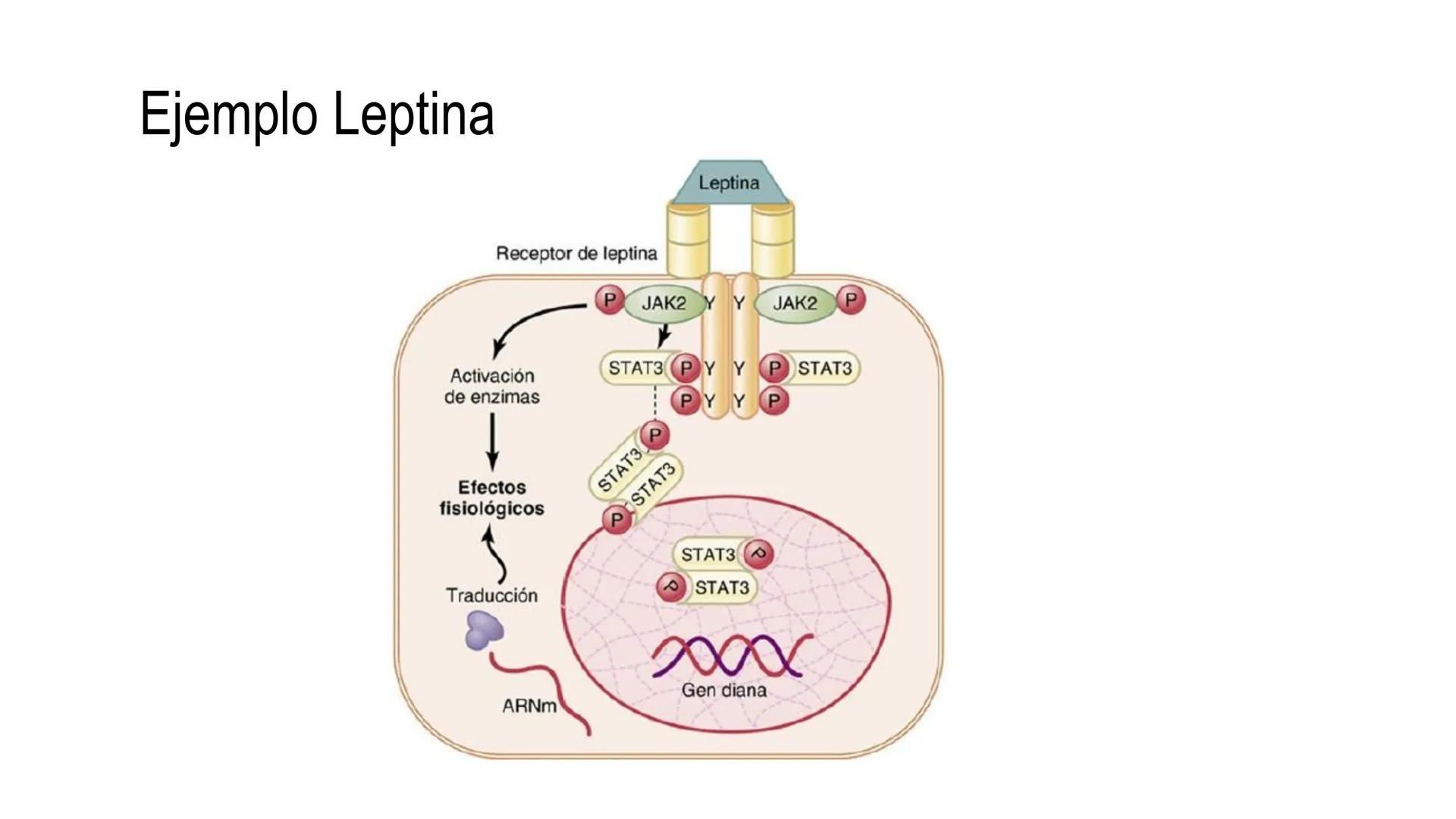 SISTEMA ENDOCRINO
UNIDAD 1
CONCEPTOS Y FUNCIONAMIENTO BASICO DEL SISTEMA
ENDOCRINO
Objetivo: Comprender las características de célula, glánd