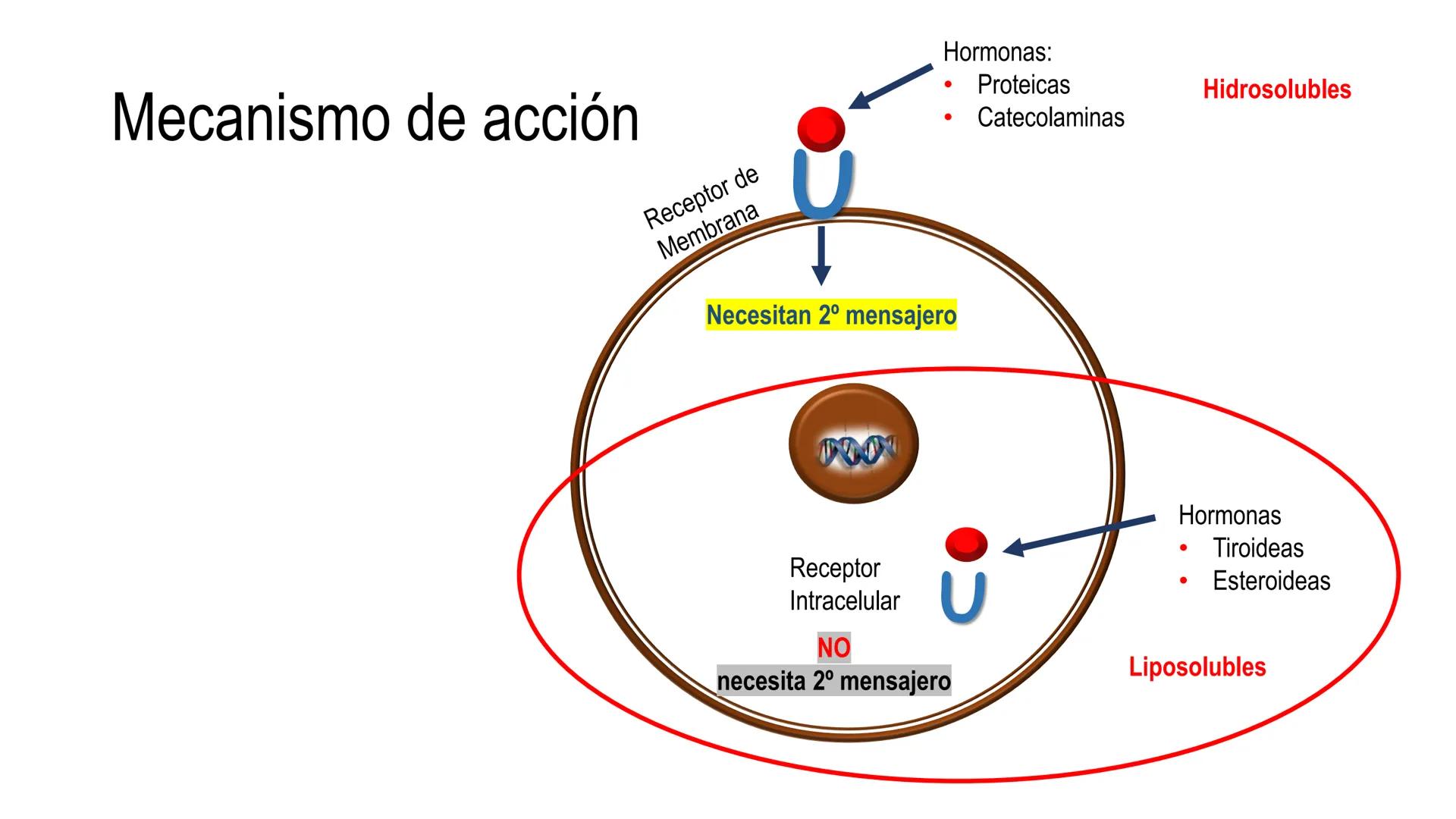SISTEMA ENDOCRINO
UNIDAD 1
CONCEPTOS Y FUNCIONAMIENTO BASICO DEL SISTEMA
ENDOCRINO
Objetivo: Comprender las características de célula, glánd