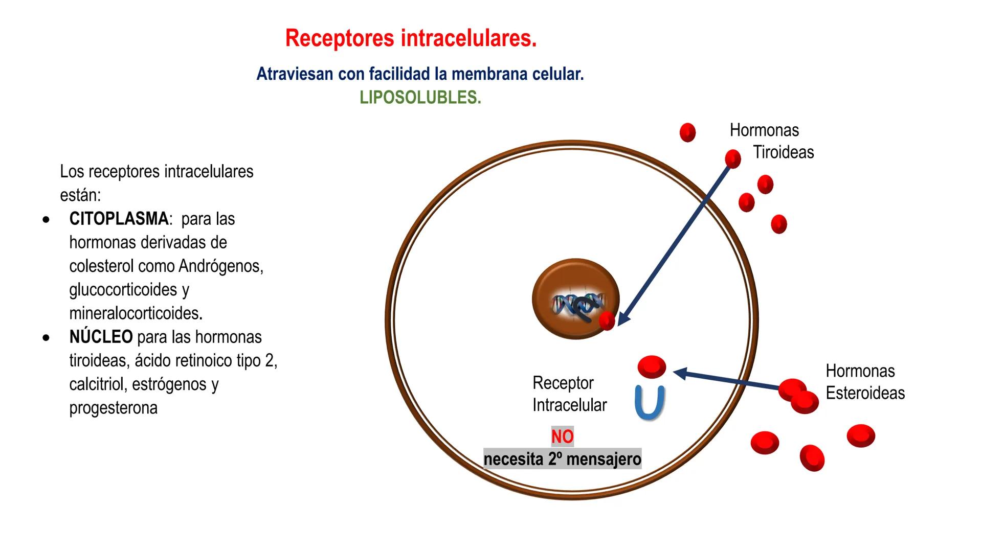 SISTEMA ENDOCRINO
UNIDAD 1
CONCEPTOS Y FUNCIONAMIENTO BASICO DEL SISTEMA
ENDOCRINO
Objetivo: Comprender las características de célula, glánd