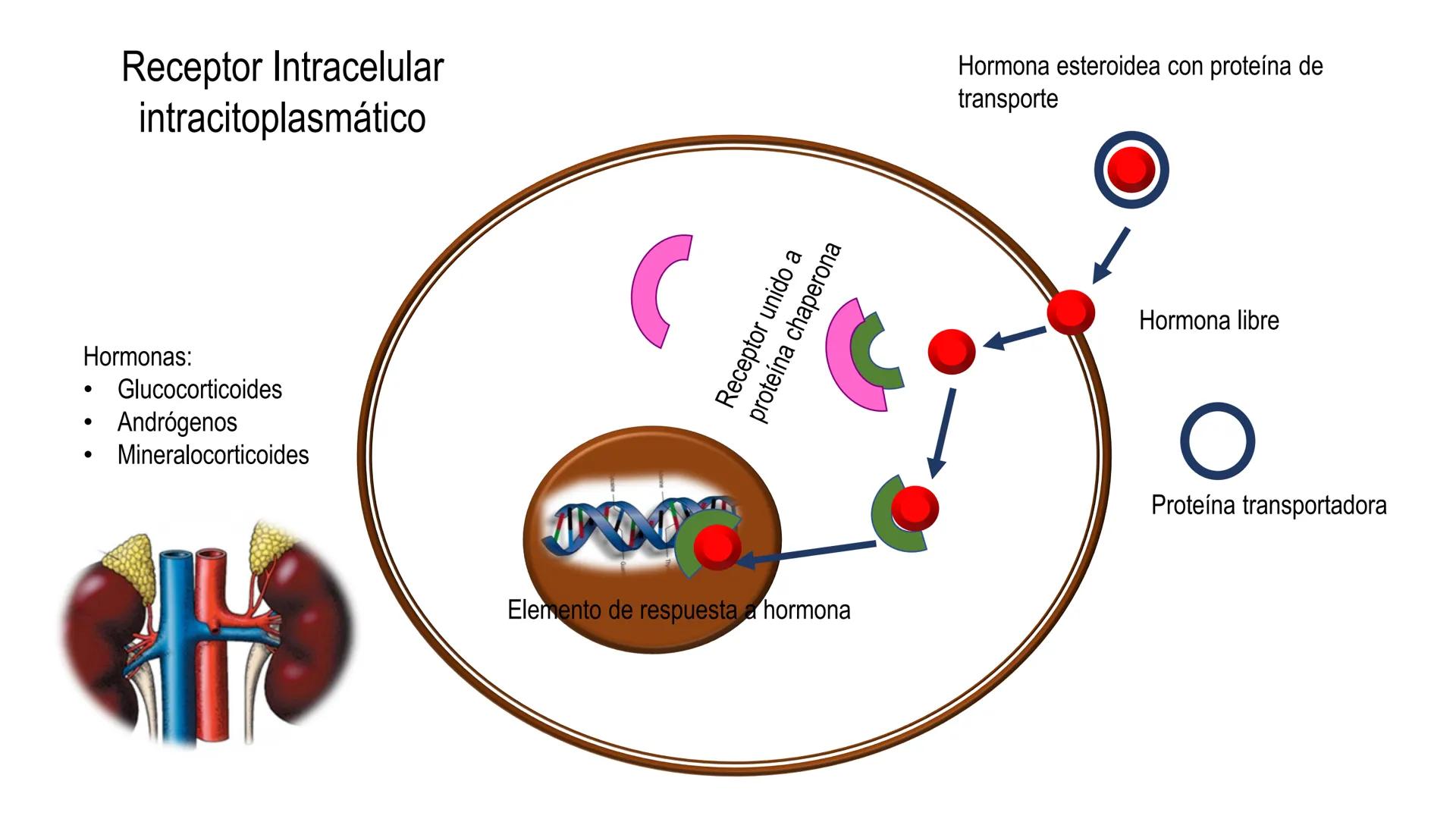 SISTEMA ENDOCRINO
UNIDAD 1
CONCEPTOS Y FUNCIONAMIENTO BASICO DEL SISTEMA
ENDOCRINO
Objetivo: Comprender las características de célula, glánd