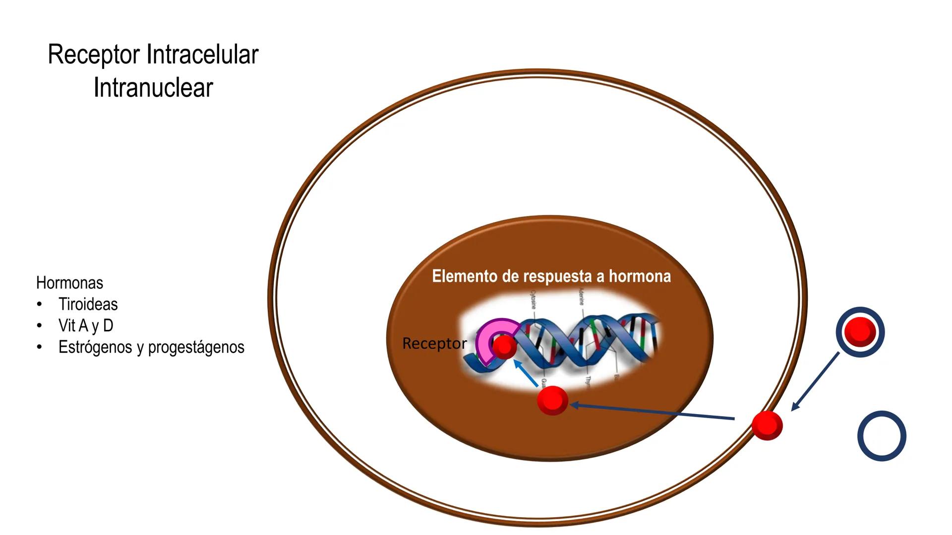 SISTEMA ENDOCRINO
UNIDAD 1
CONCEPTOS Y FUNCIONAMIENTO BASICO DEL SISTEMA
ENDOCRINO
Objetivo: Comprender las características de célula, glánd