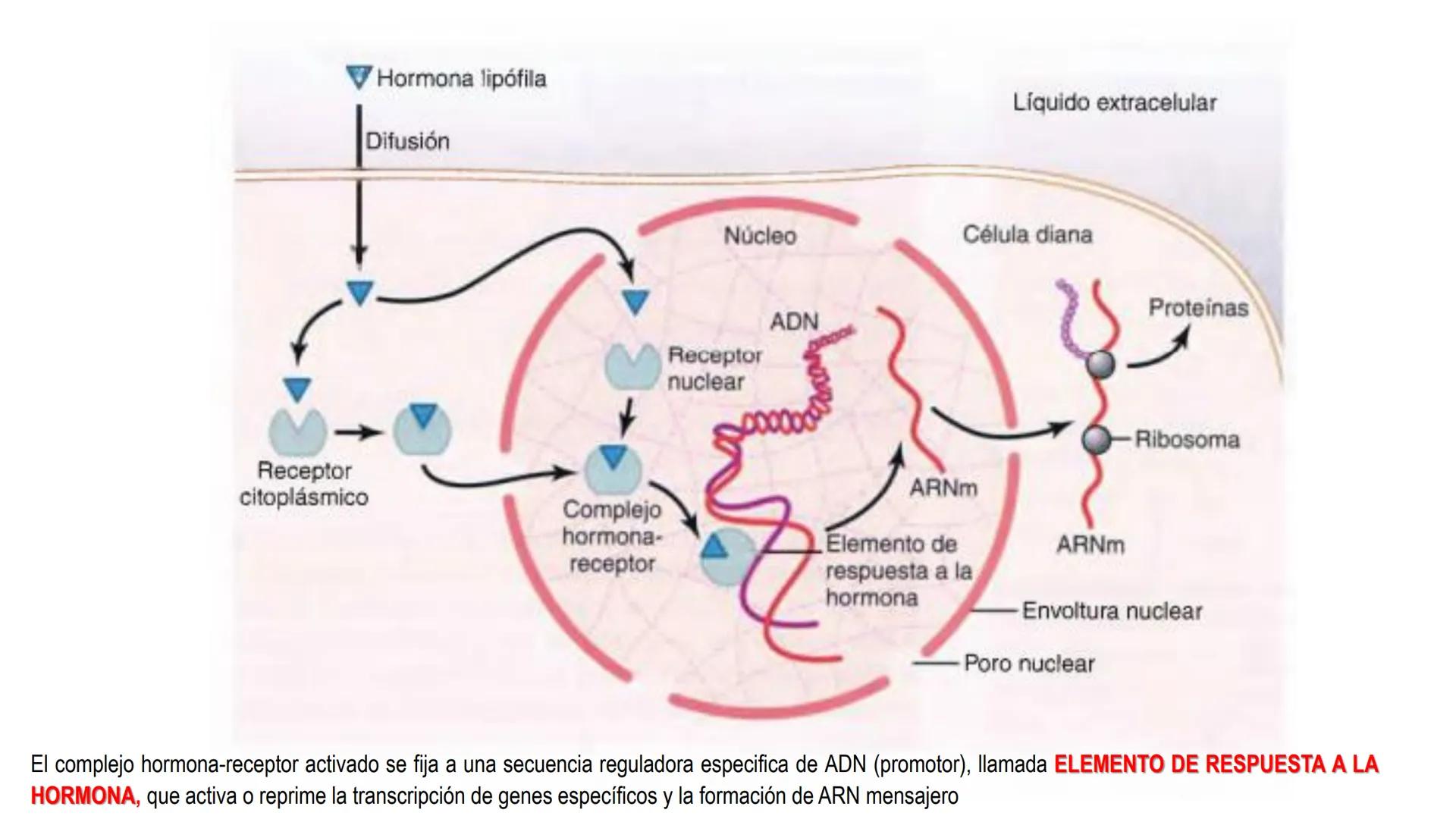 SISTEMA ENDOCRINO
UNIDAD 1
CONCEPTOS Y FUNCIONAMIENTO BASICO DEL SISTEMA
ENDOCRINO
Objetivo: Comprender las características de célula, glánd
