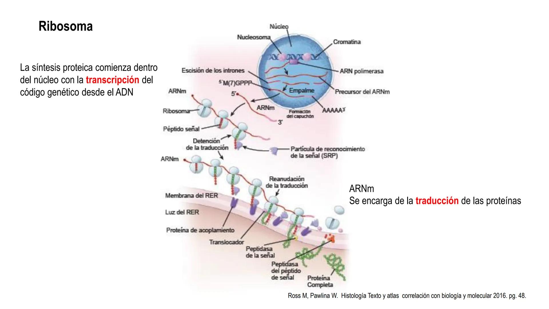 SISTEMA ENDOCRINO
UNIDAD 1
CONCEPTOS Y FUNCIONAMIENTO BASICO DEL SISTEMA
ENDOCRINO
Objetivo: Comprender las características de célula, glánd