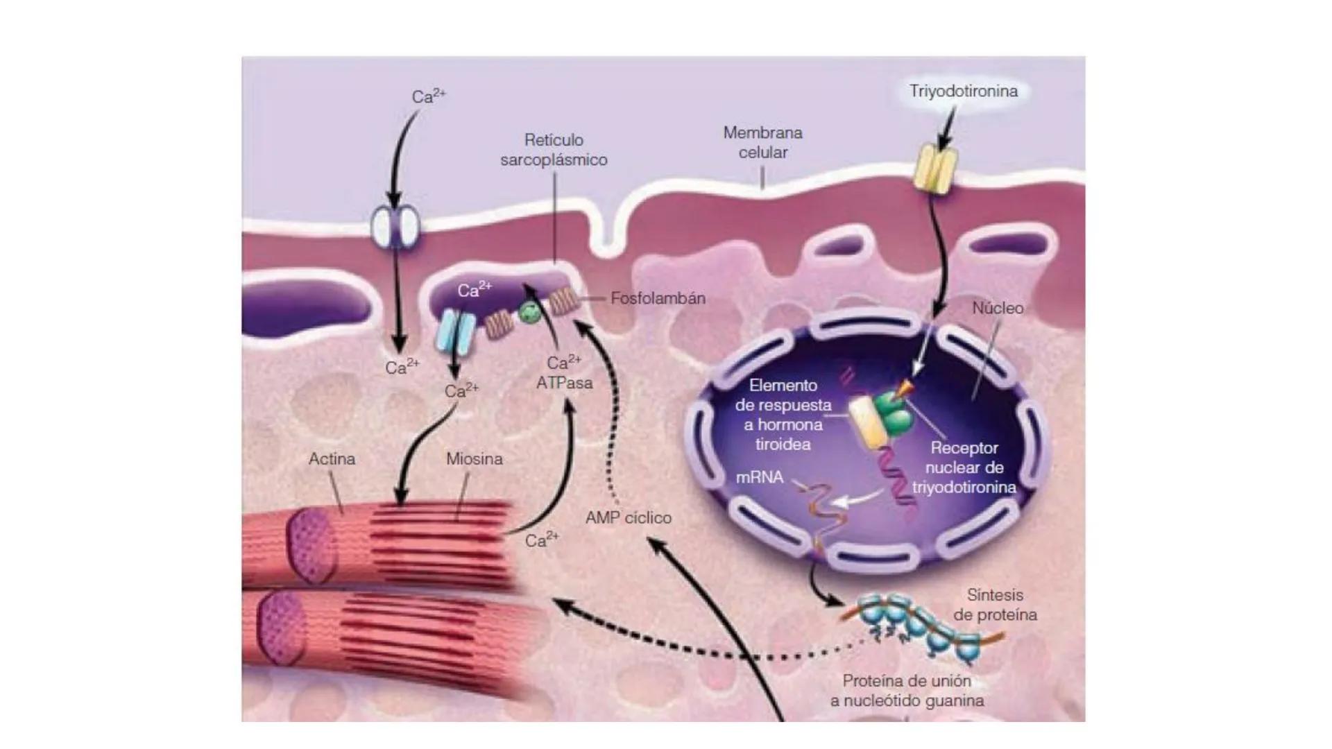 SISTEMA ENDOCRINO
UNIDAD 1
CONCEPTOS Y FUNCIONAMIENTO BASICO DEL SISTEMA
ENDOCRINO
Objetivo: Comprender las características de célula, glánd