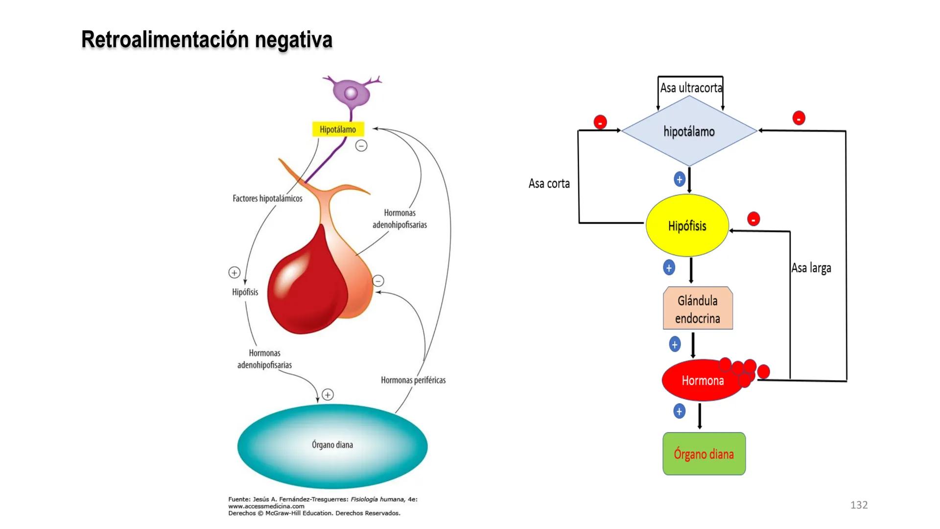 SISTEMA ENDOCRINO
UNIDAD 1
CONCEPTOS Y FUNCIONAMIENTO BASICO DEL SISTEMA
ENDOCRINO
Objetivo: Comprender las características de célula, glánd