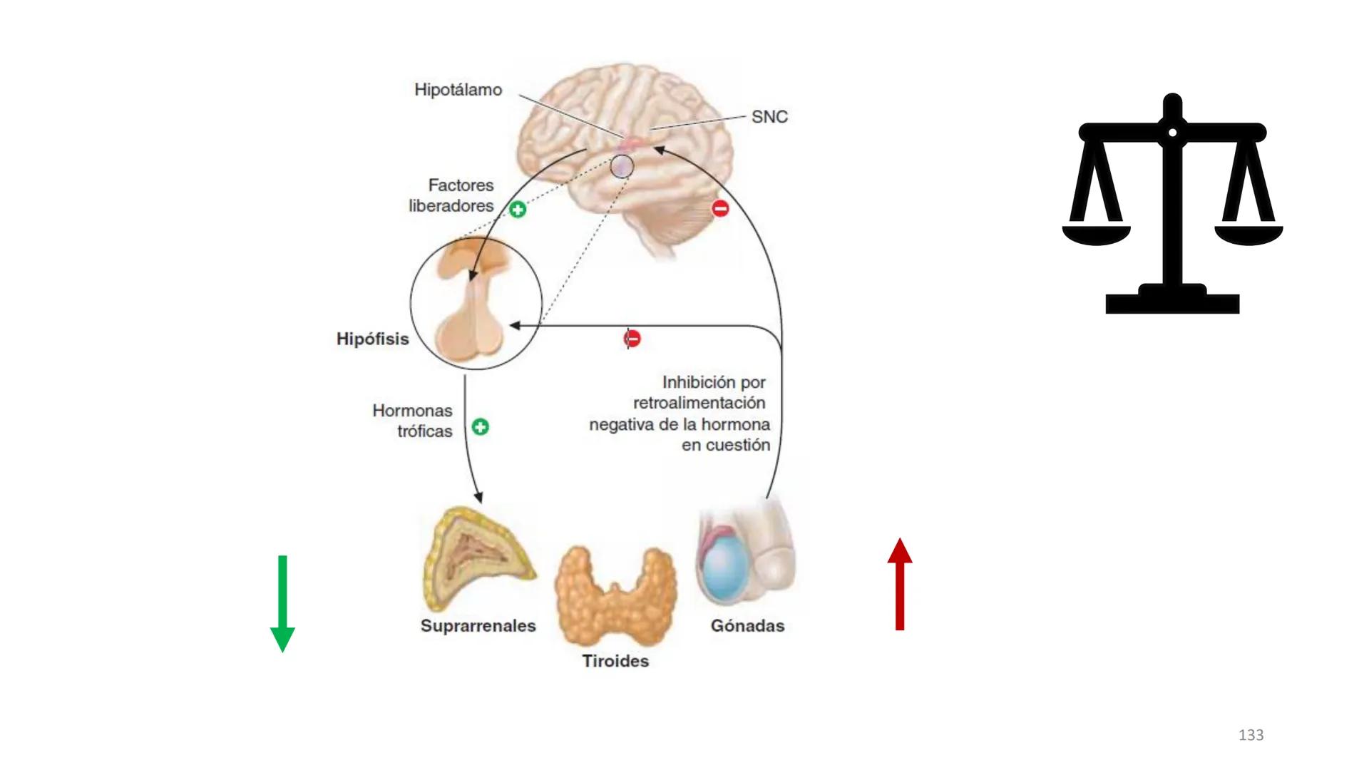 SISTEMA ENDOCRINO
UNIDAD 1
CONCEPTOS Y FUNCIONAMIENTO BASICO DEL SISTEMA
ENDOCRINO
Objetivo: Comprender las características de célula, glánd