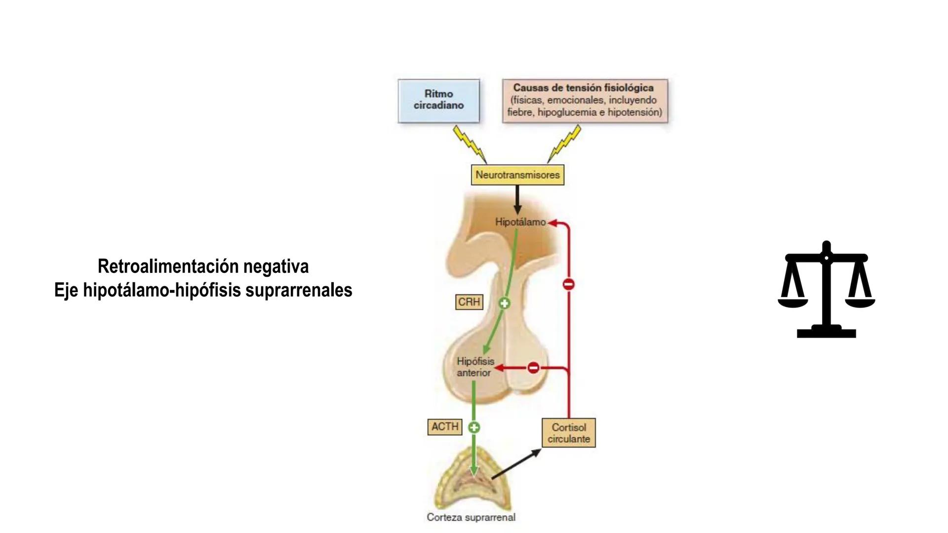 SISTEMA ENDOCRINO
UNIDAD 1
CONCEPTOS Y FUNCIONAMIENTO BASICO DEL SISTEMA
ENDOCRINO
Objetivo: Comprender las características de célula, glánd