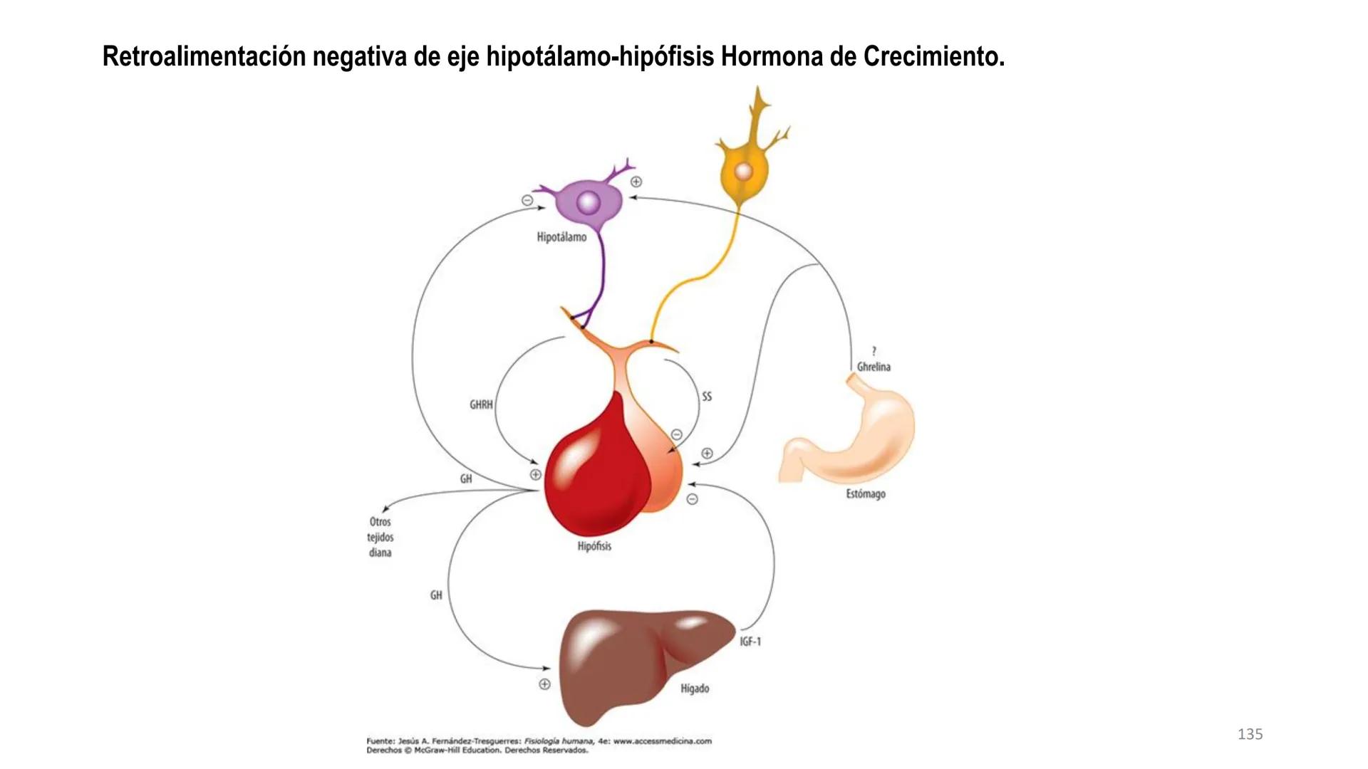 SISTEMA ENDOCRINO
UNIDAD 1
CONCEPTOS Y FUNCIONAMIENTO BASICO DEL SISTEMA
ENDOCRINO
Objetivo: Comprender las características de célula, glánd