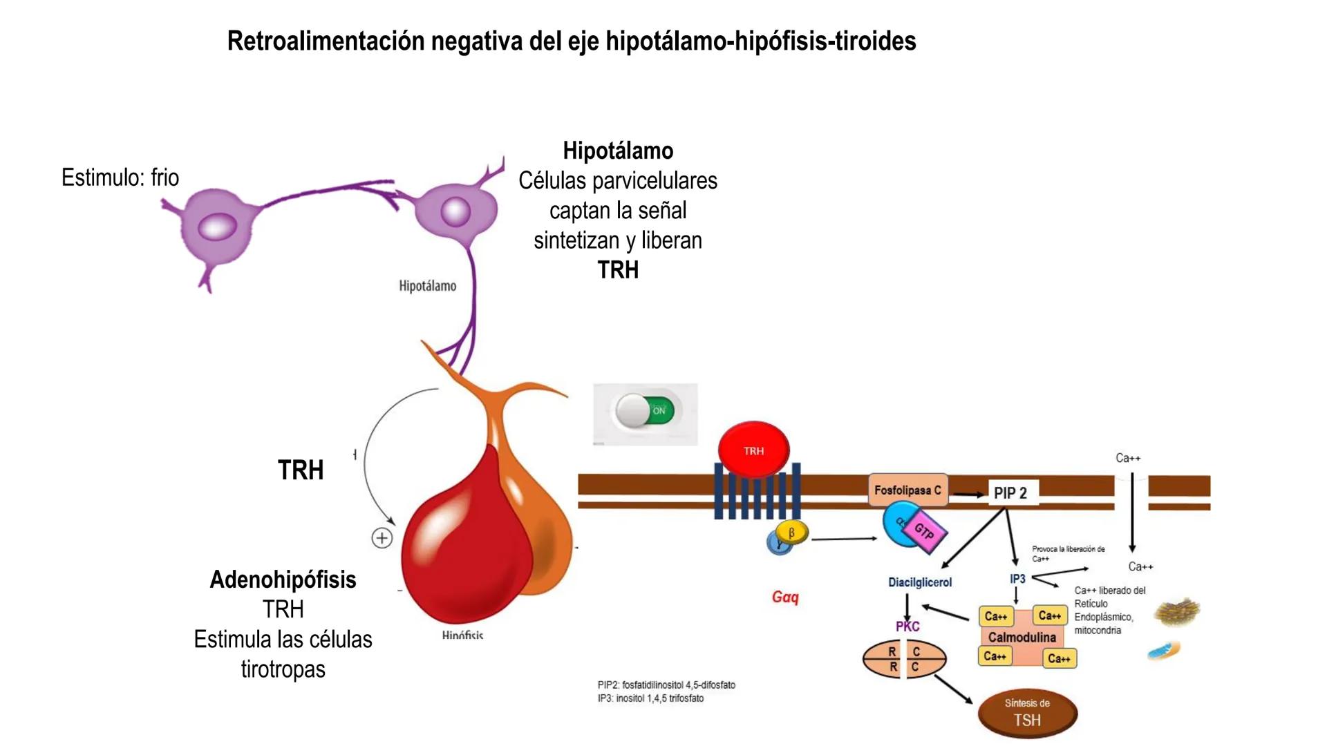 SISTEMA ENDOCRINO
UNIDAD 1
CONCEPTOS Y FUNCIONAMIENTO BASICO DEL SISTEMA
ENDOCRINO
Objetivo: Comprender las características de célula, glánd