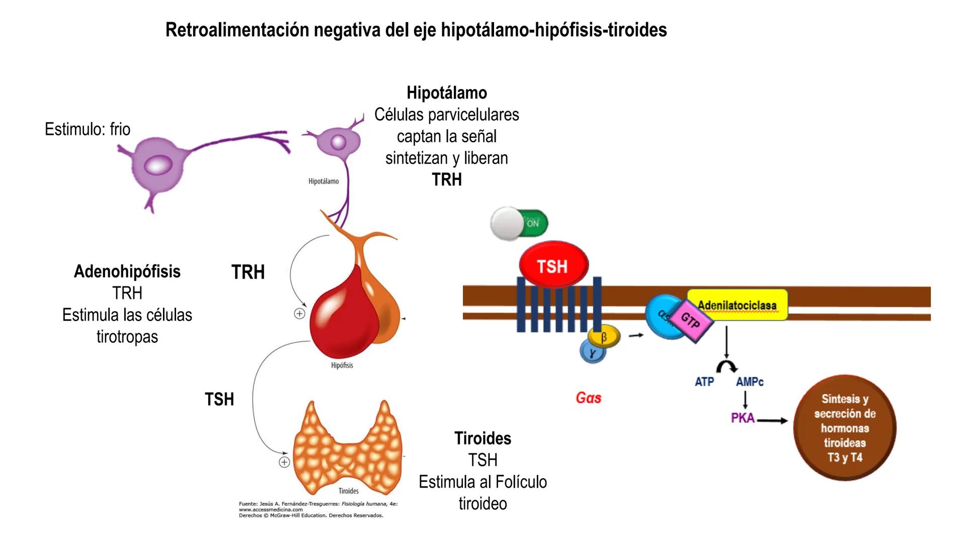 SISTEMA ENDOCRINO
UNIDAD 1
CONCEPTOS Y FUNCIONAMIENTO BASICO DEL SISTEMA
ENDOCRINO
Objetivo: Comprender las características de célula, glánd