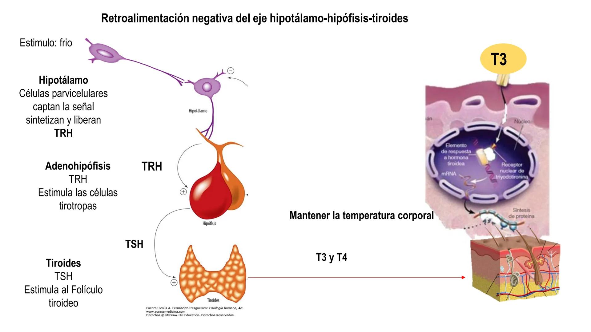 SISTEMA ENDOCRINO
UNIDAD 1
CONCEPTOS Y FUNCIONAMIENTO BASICO DEL SISTEMA
ENDOCRINO
Objetivo: Comprender las características de célula, glánd