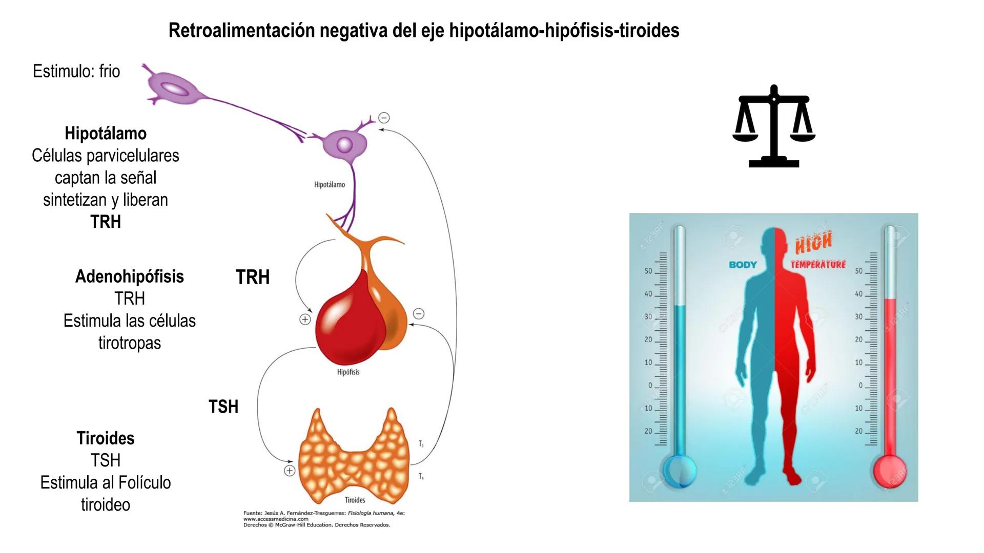 SISTEMA ENDOCRINO
UNIDAD 1
CONCEPTOS Y FUNCIONAMIENTO BASICO DEL SISTEMA
ENDOCRINO
Objetivo: Comprender las características de célula, glánd